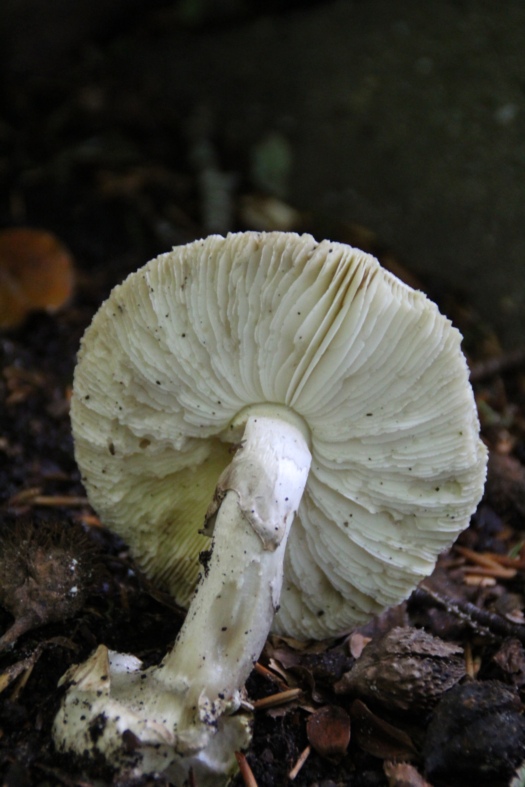 Canon EOS 1300D (EOS Rebel T6 / EOS Kiss X80) sample photo. Mushroom photography