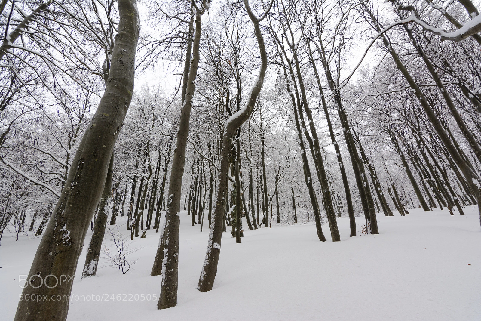 Nikon D7100 sample photo. White winter in the photography