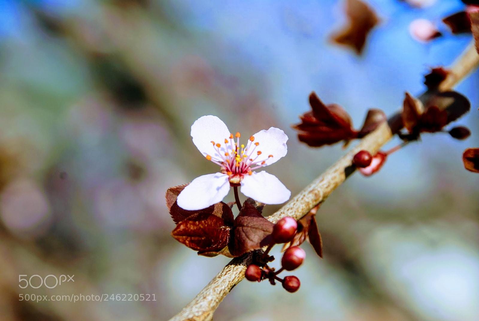 Nikon D80 sample photo. Stand out photography