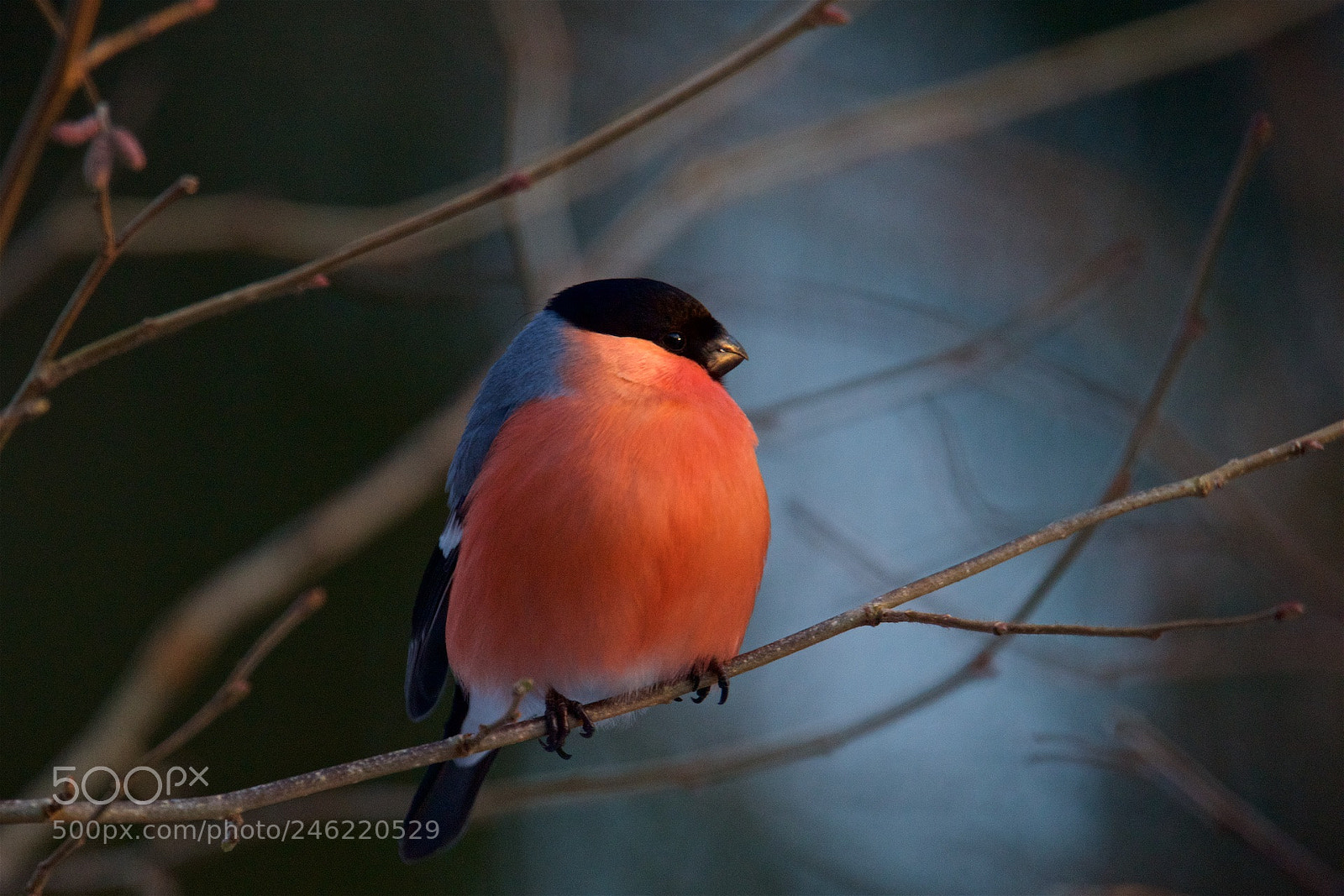 Nikon D810 sample photo. Early morning. photography
