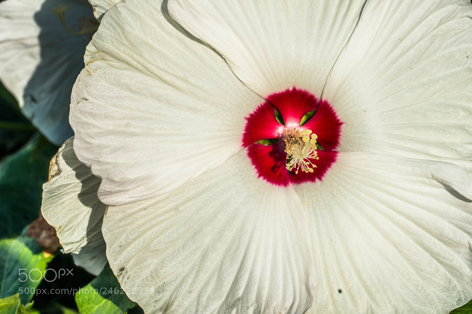 Sony a9 sample photo. Crimson and white en photography