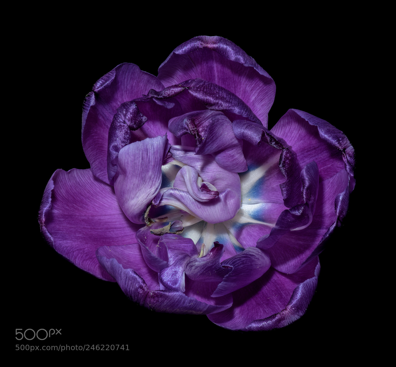 Nikon D810 sample photo. Violet photography