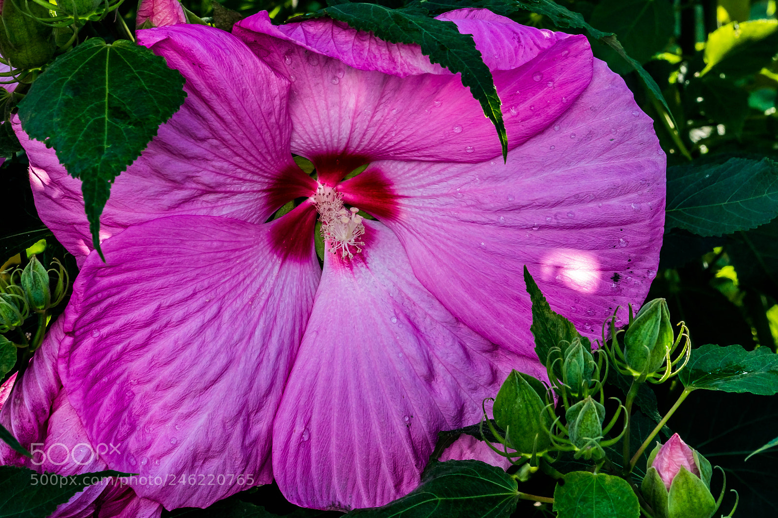 Sony a9 sample photo. Photo bombed beauty photography