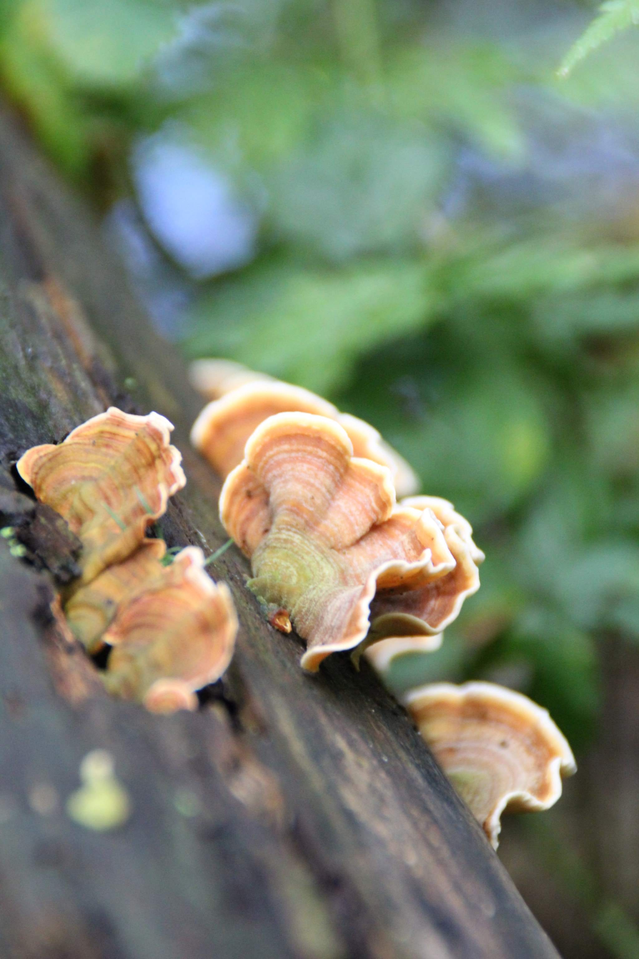 Canon EOS 1300D (EOS Rebel T6 / EOS Kiss X80) sample photo. Mushroom photography