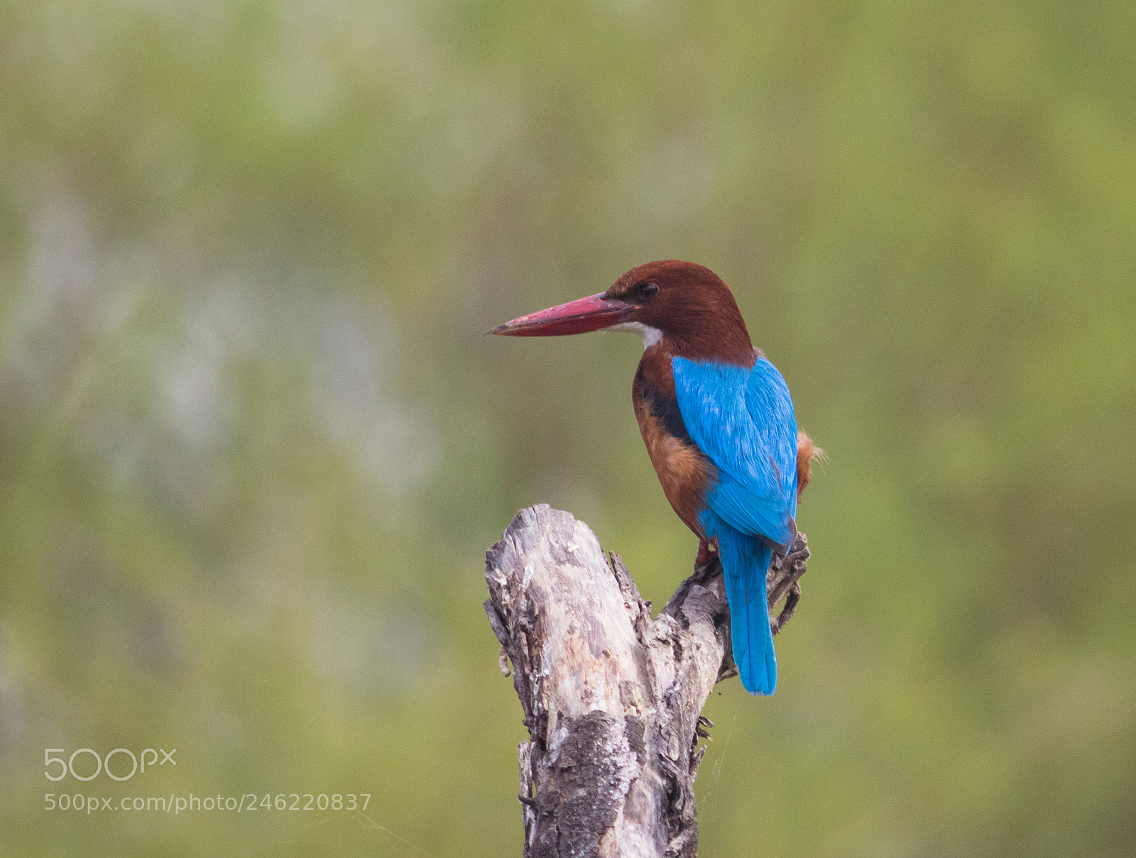 Canon EOS 700D (EOS Rebel T5i / EOS Kiss X7i) sample photo. Wildlife photography