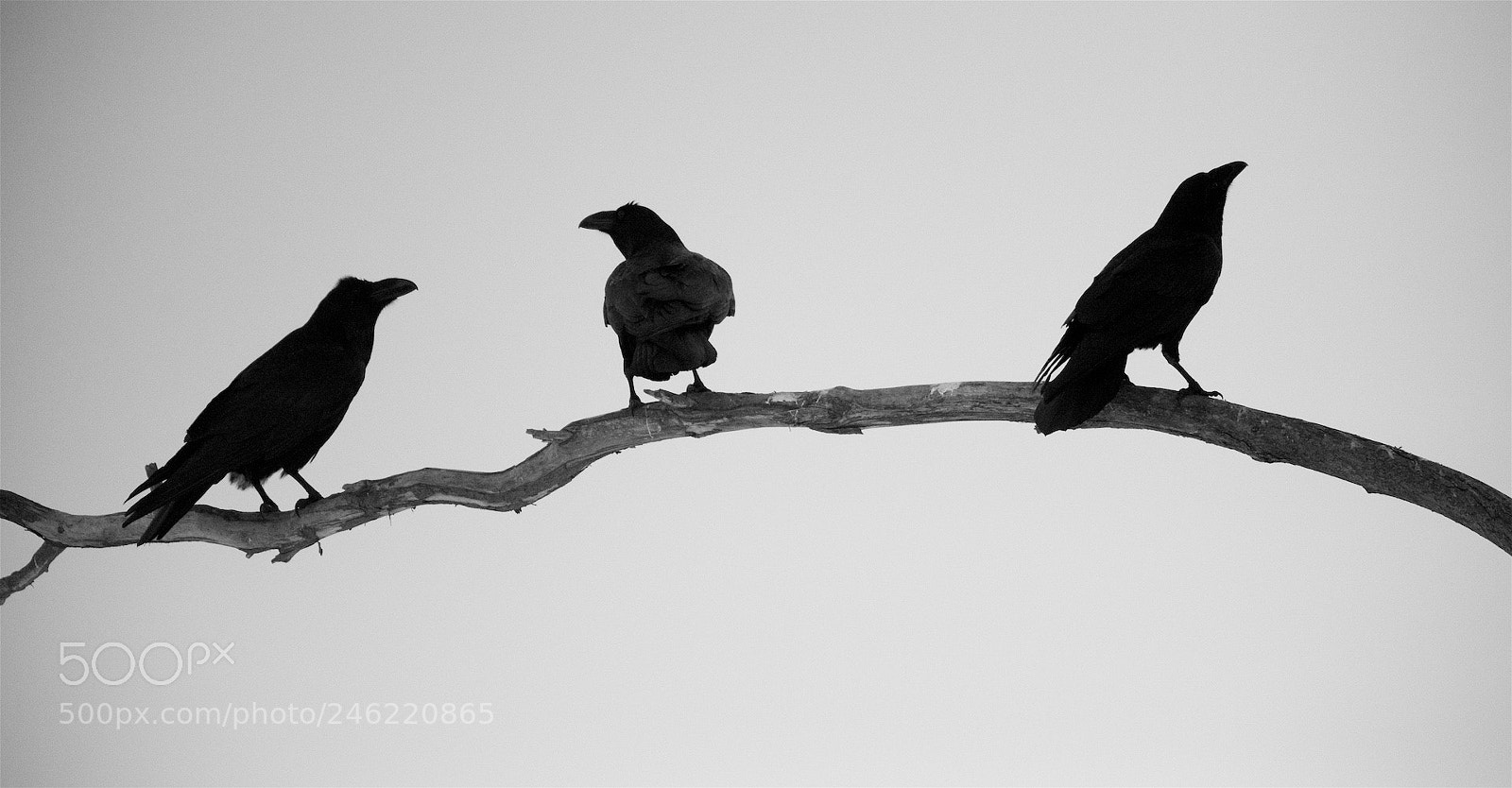 Nikon D810 sample photo. Three ravens. photography