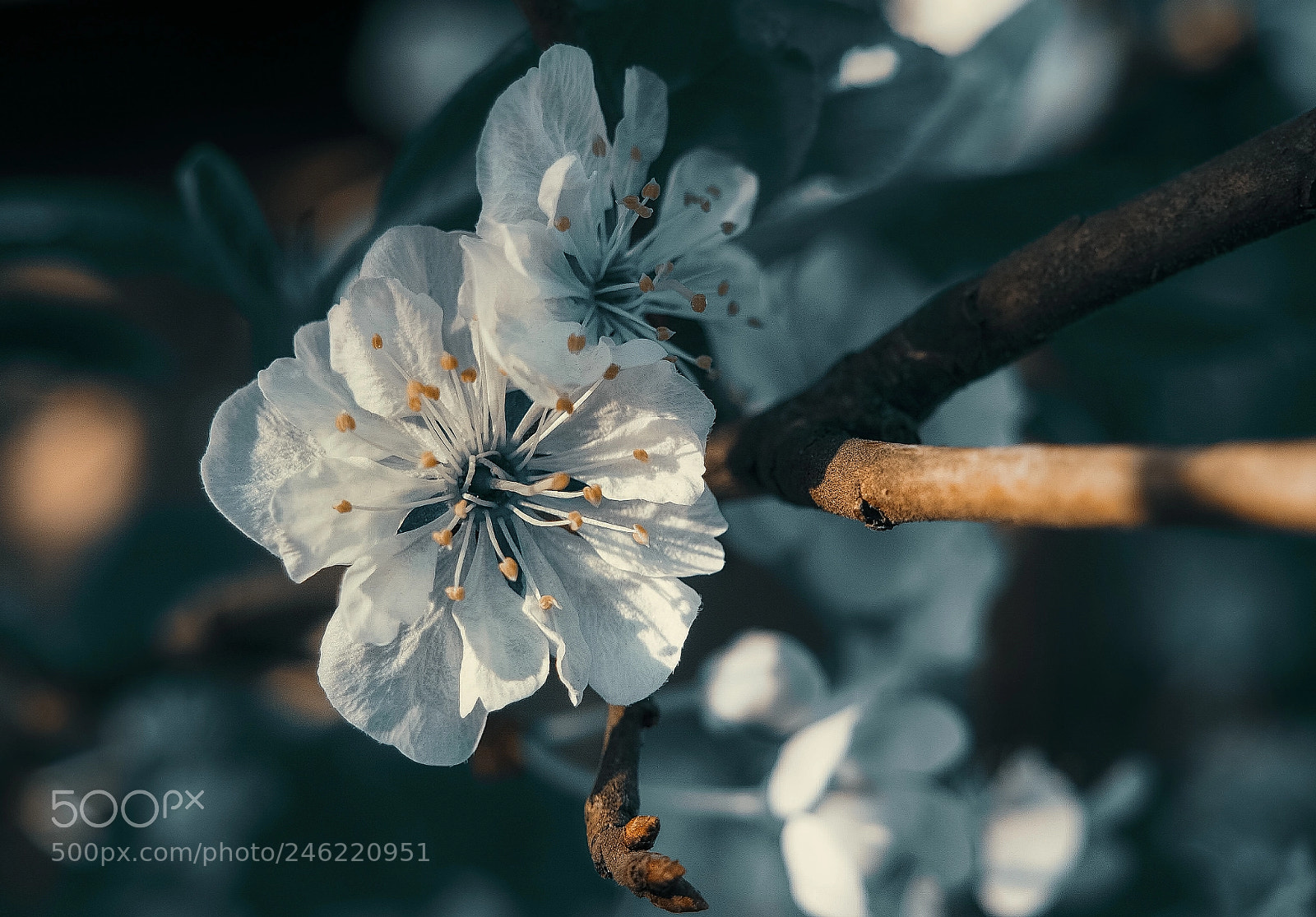 Olympus OM-D E-M5 II sample photo. Apple blossom photography