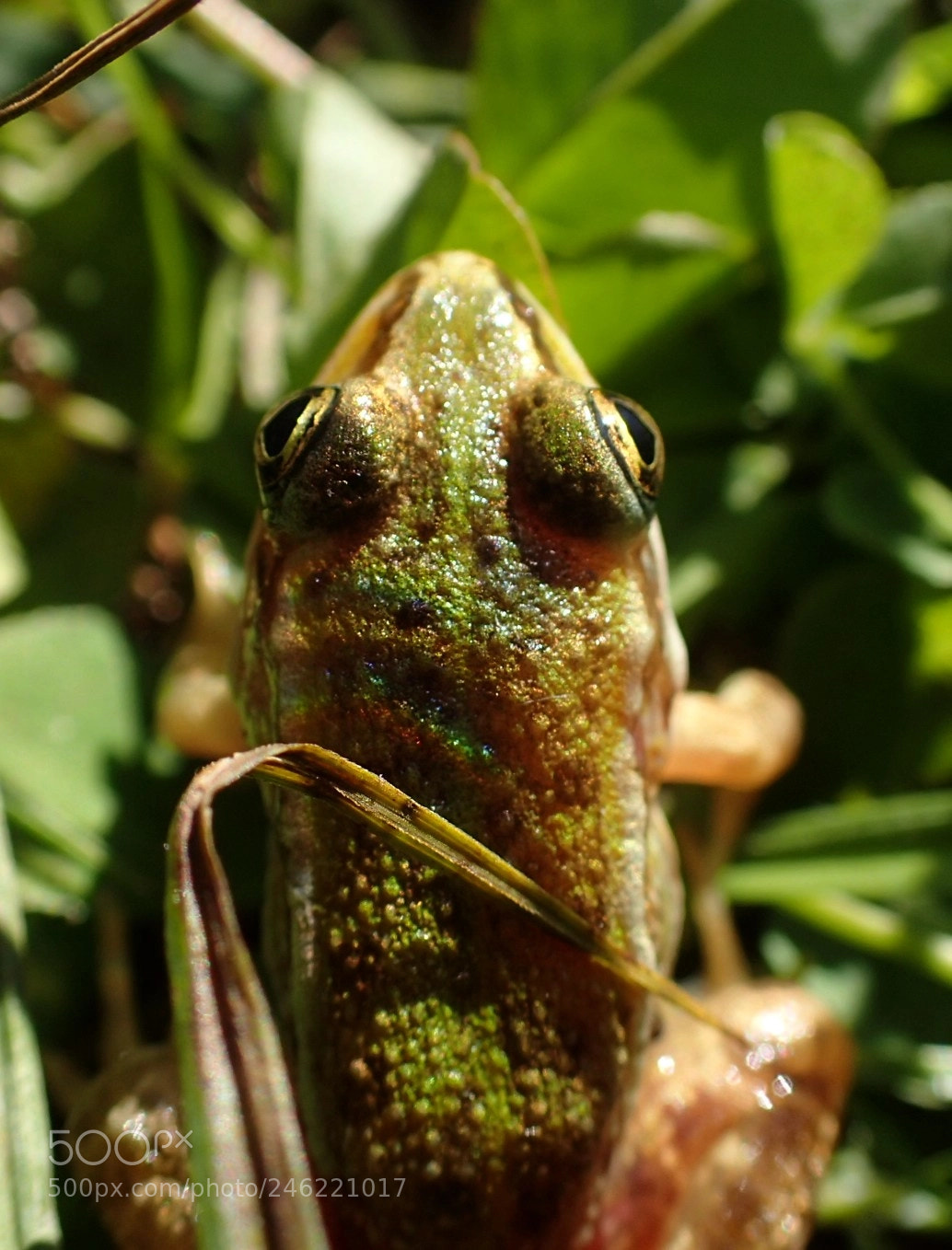 Olympus TG-4 sample photo. Baby-frog photography