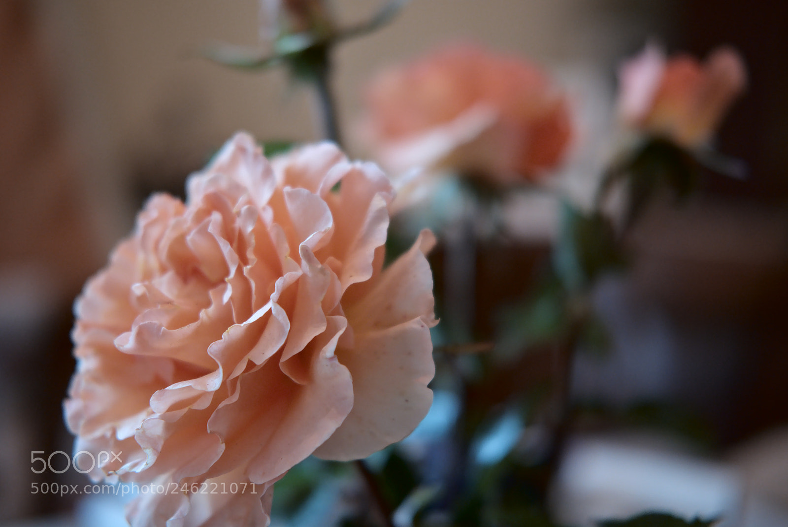 Fujifilm X-T2 sample photo. Four roses photography