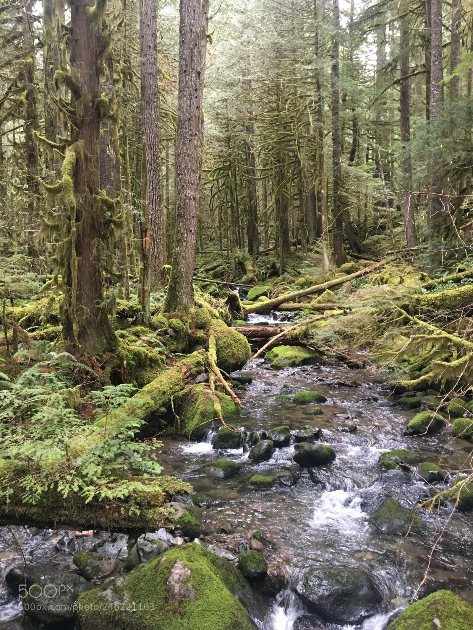 Apple iPhone 6s sample photo. Portland brush px photography