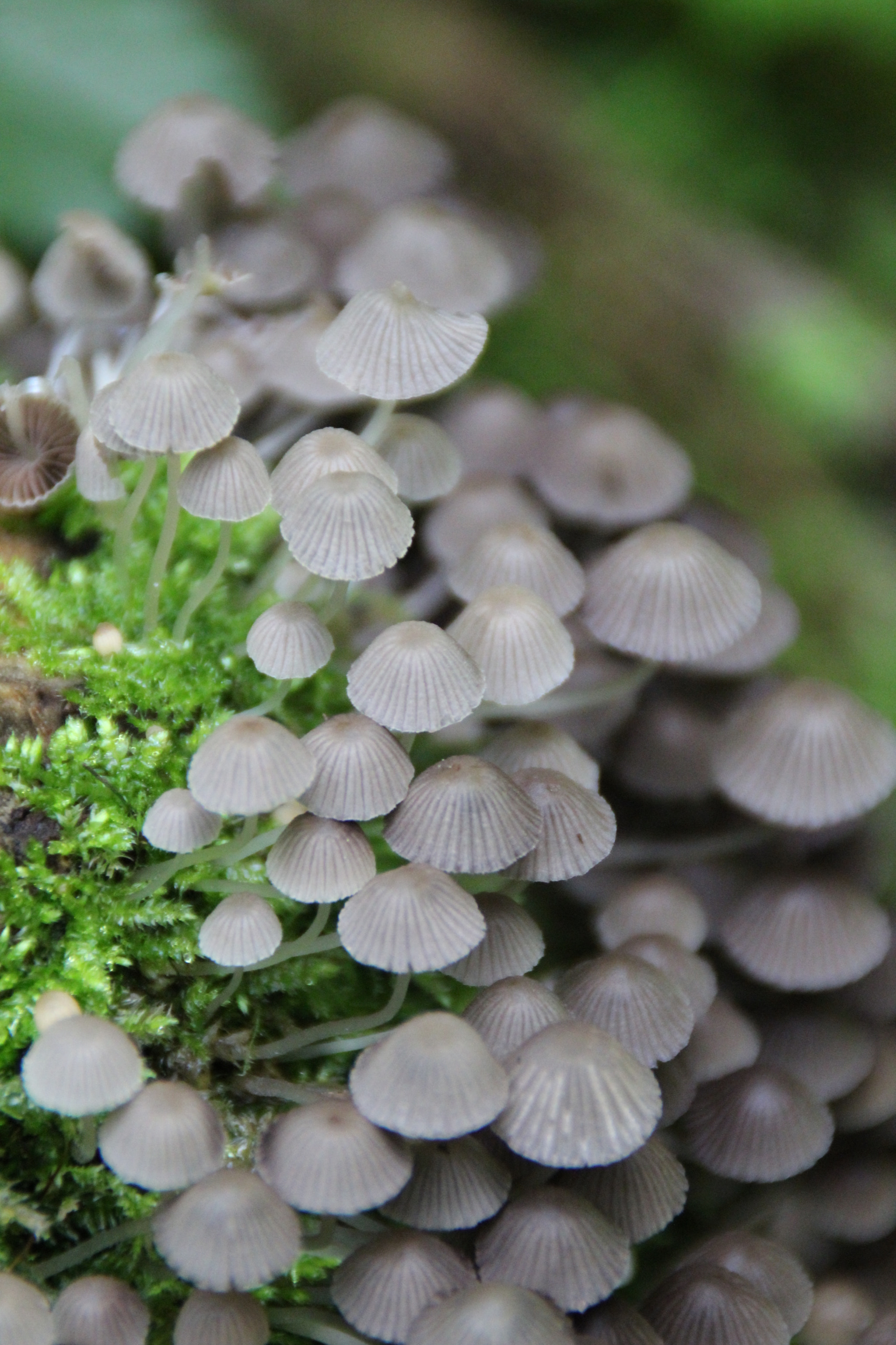Canon EOS 1300D (EOS Rebel T6 / EOS Kiss X80) sample photo. Little grey mushrooms photography