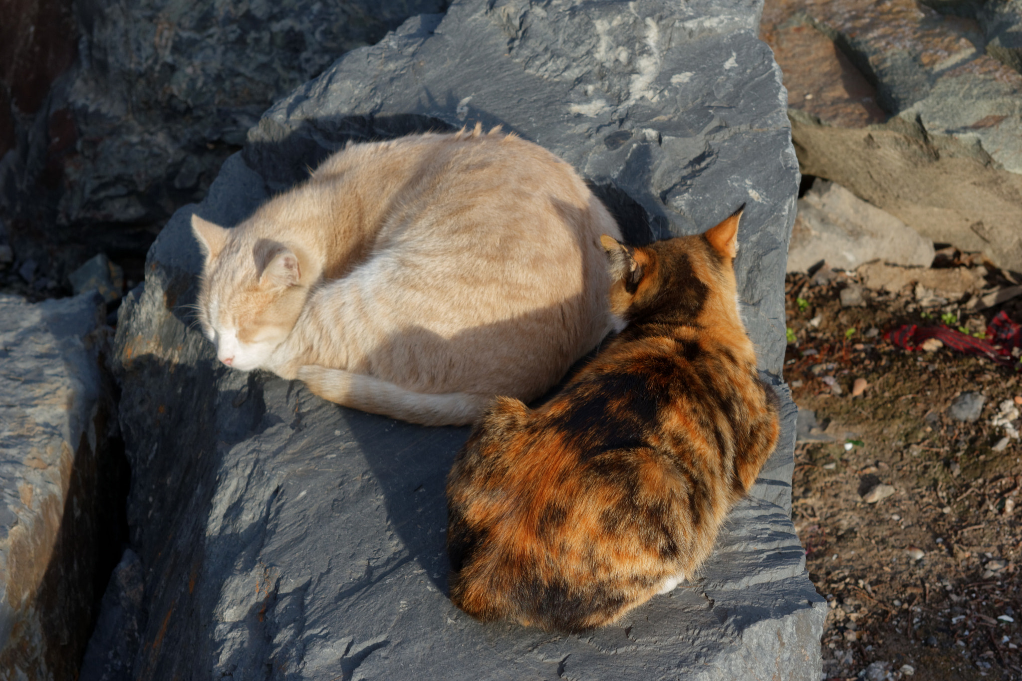 Sigma 50-200mm F4-5.6 DC OS HSM sample photo. Istanbul. cats photography