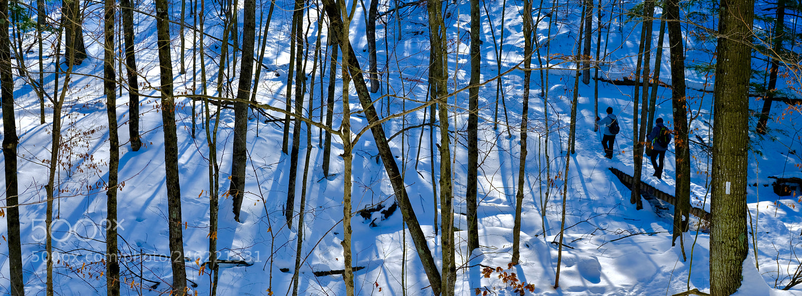 Fujifilm GFX 50S sample photo. Winter’s woods photography