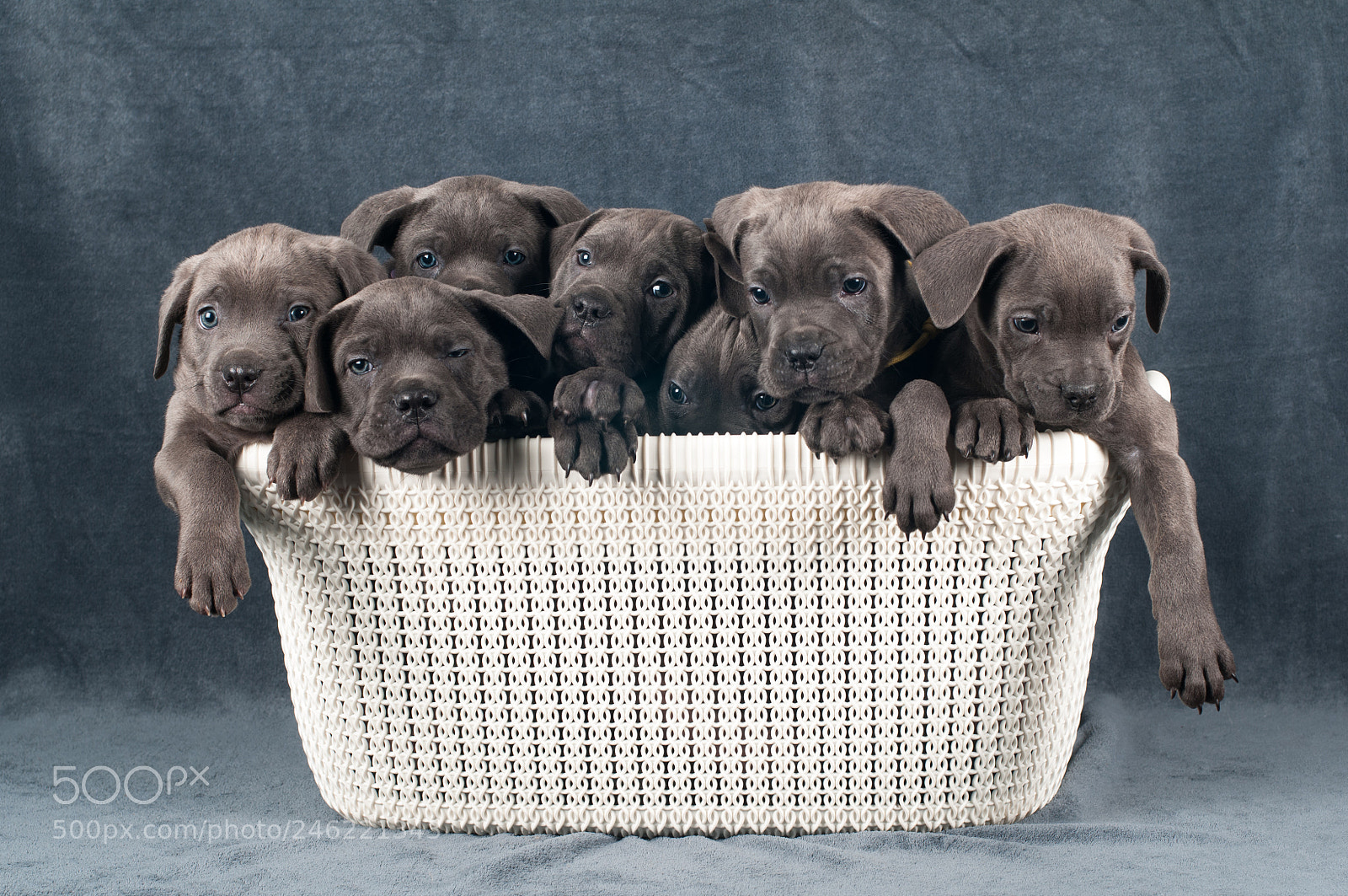 Nikon D300 sample photo. Cane corso puppies photography