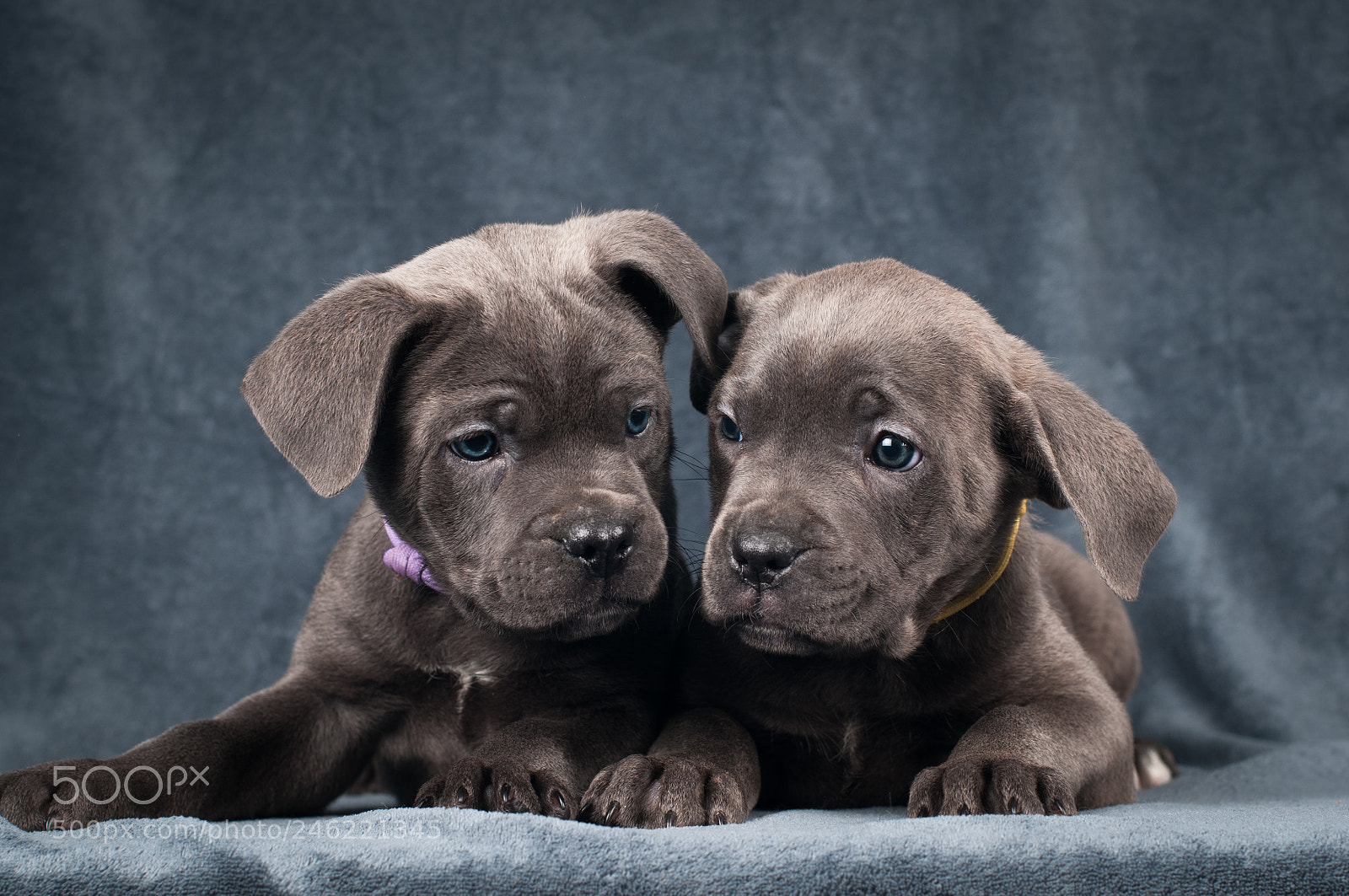 Nikon D300 sample photo. Cane corso puppies photography