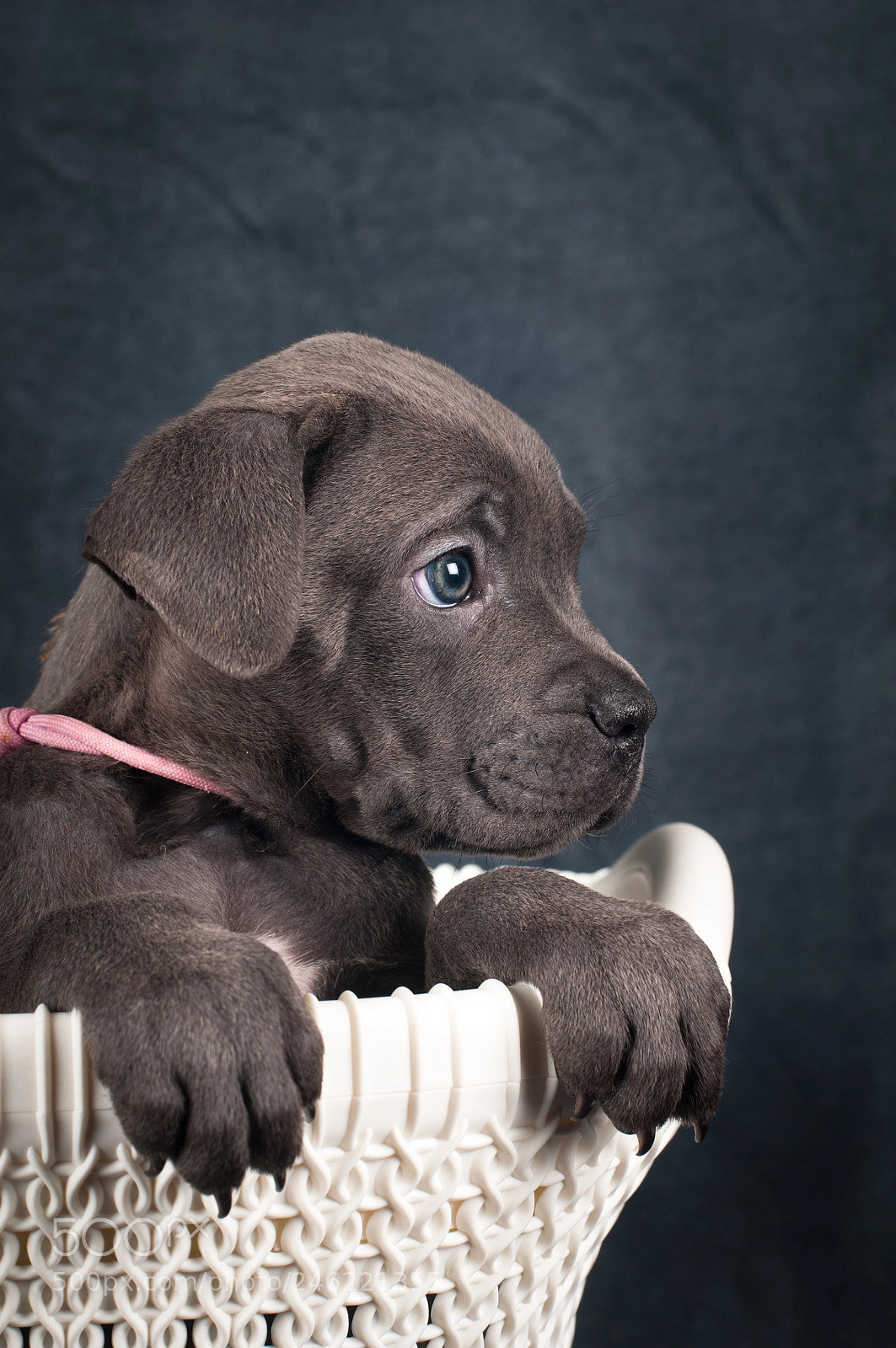 Nikon D300 sample photo. Cane corso puppies photography