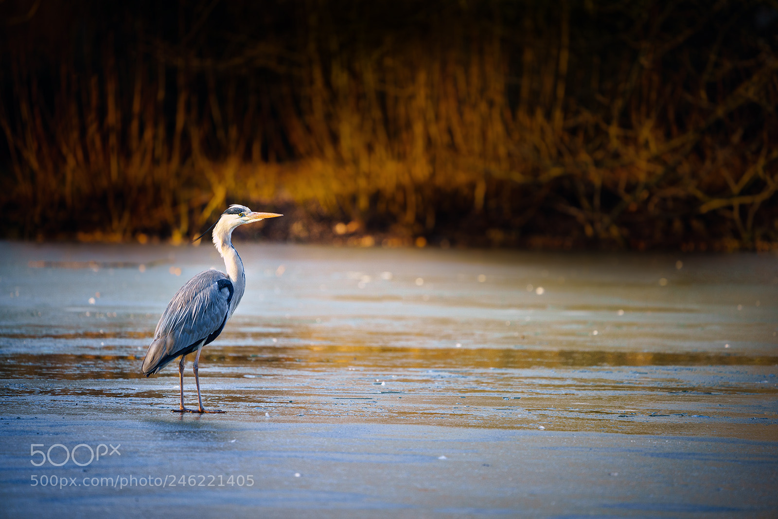 Sony a7R III sample photo. Heron on the rocks photography
