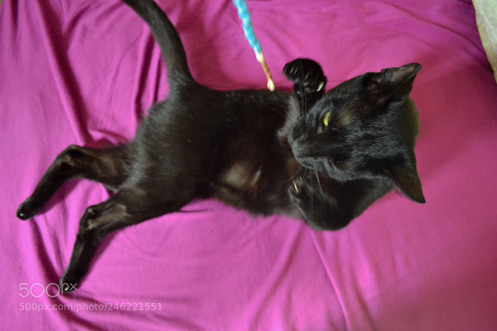 Nikon D3100 sample photo. Photo challenge, day 2 photography