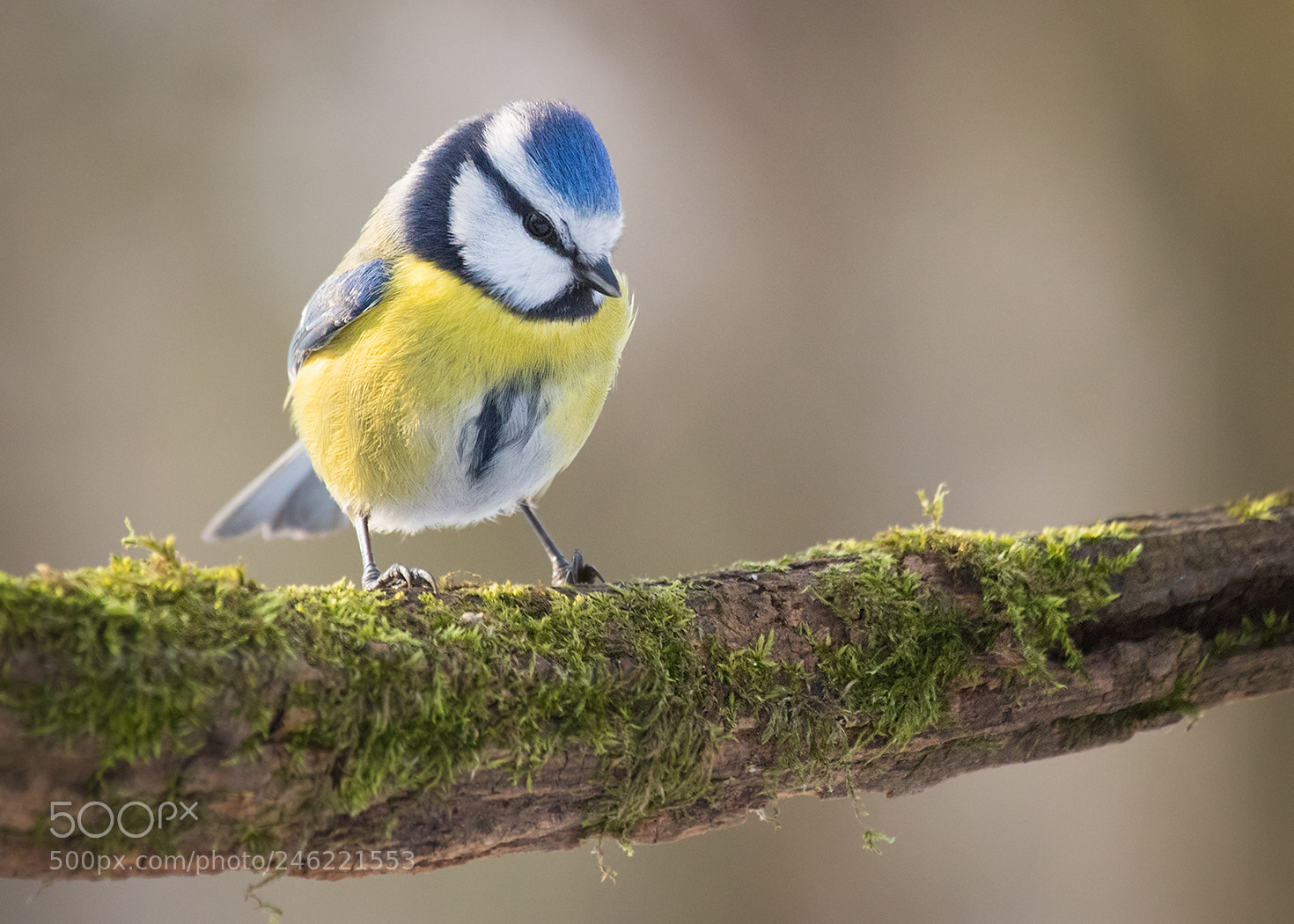 Canon EOS 7D Mark II sample photo. Titmouse photography