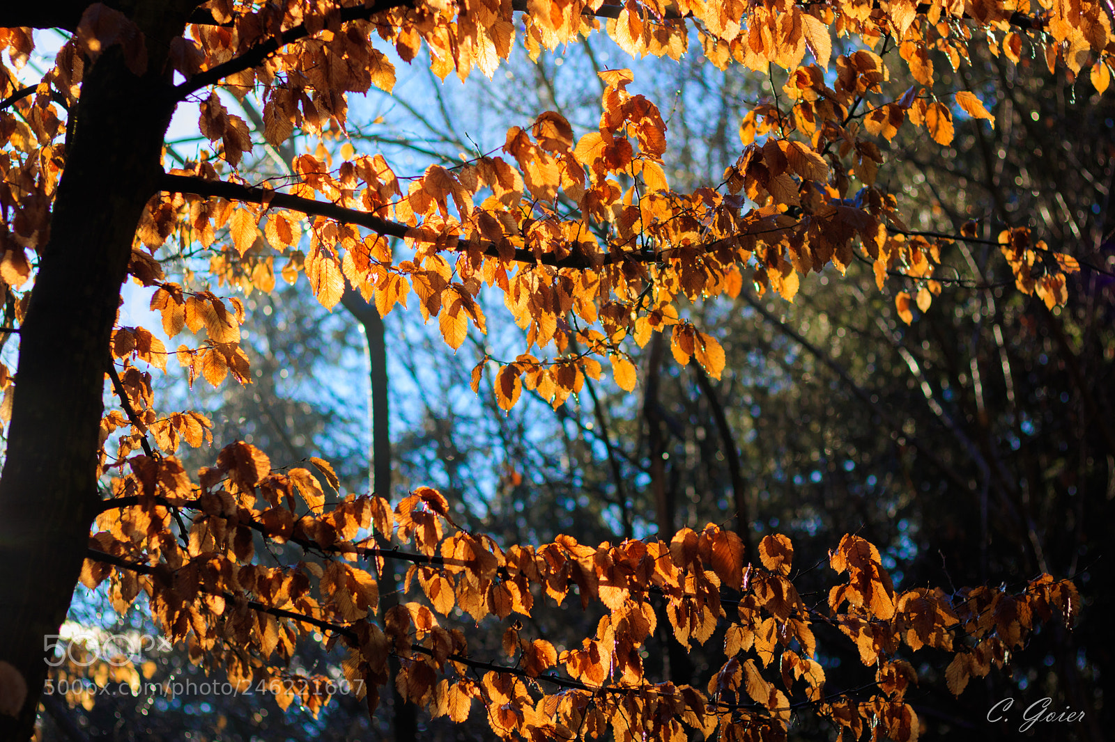 Canon EOS 77D (EOS 9000D / EOS 770D) sample photo. Winter vegetation photography