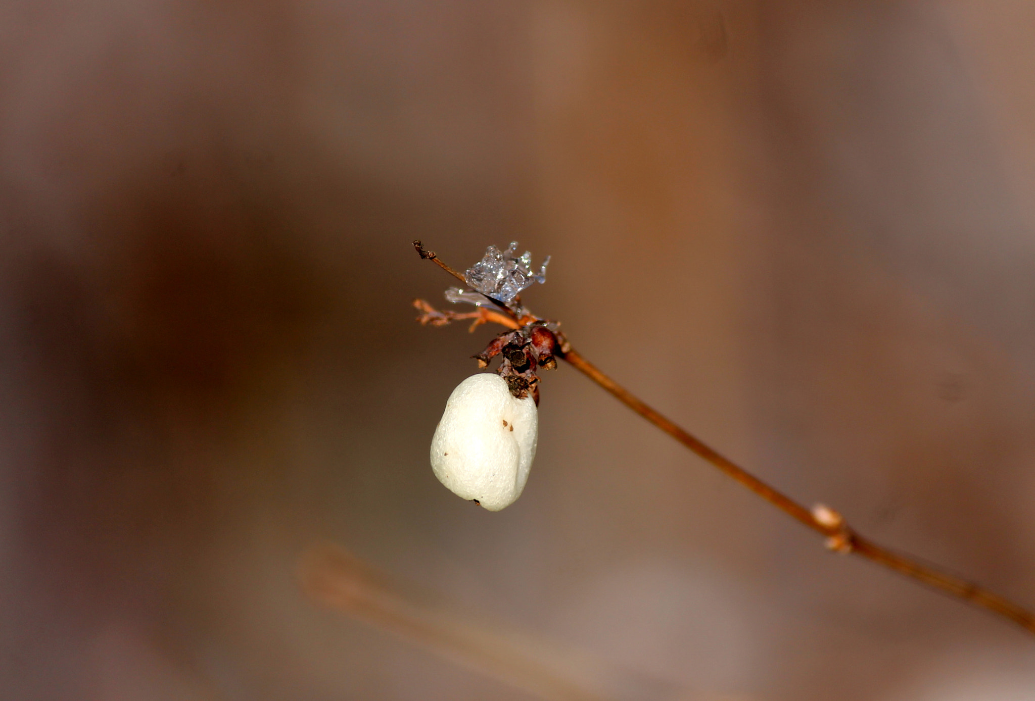 Canon EF-S 55-250mm F4-5.6 IS sample photo. Winter jewelry photography