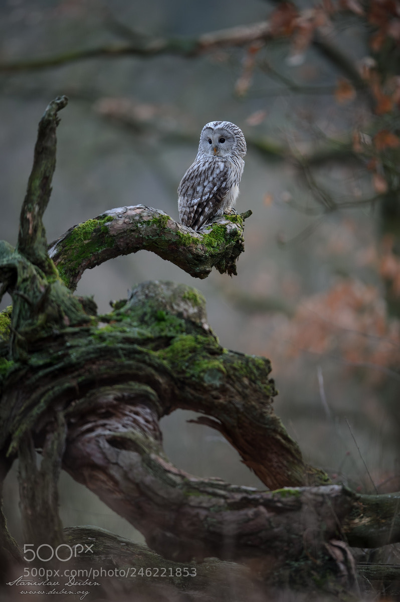Nikon D3S sample photo. Ural owl photography