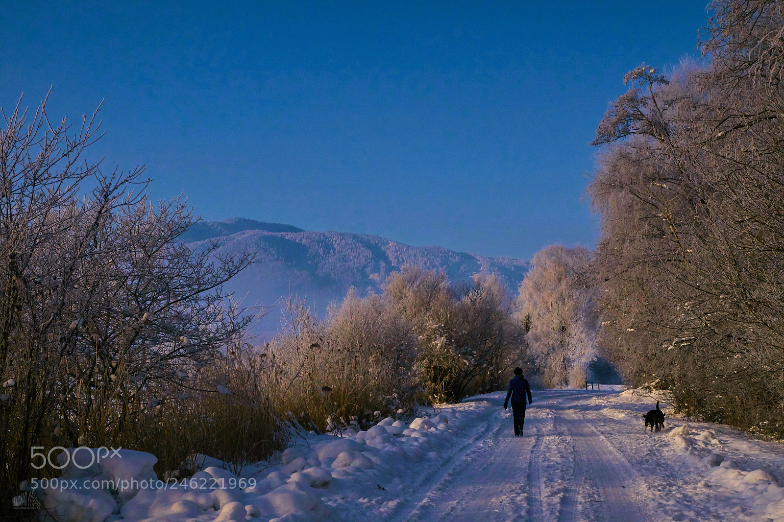 Sony ILCA-77M2 sample photo. Walking with dogs photography