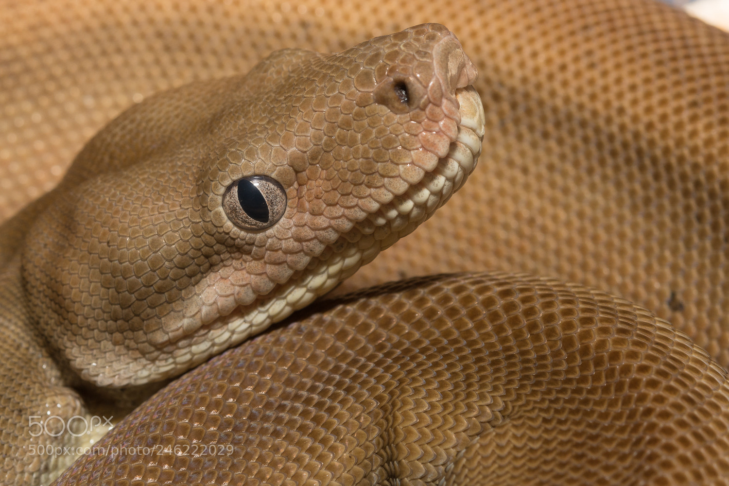 Nikon D7100 sample photo. Scales study photography