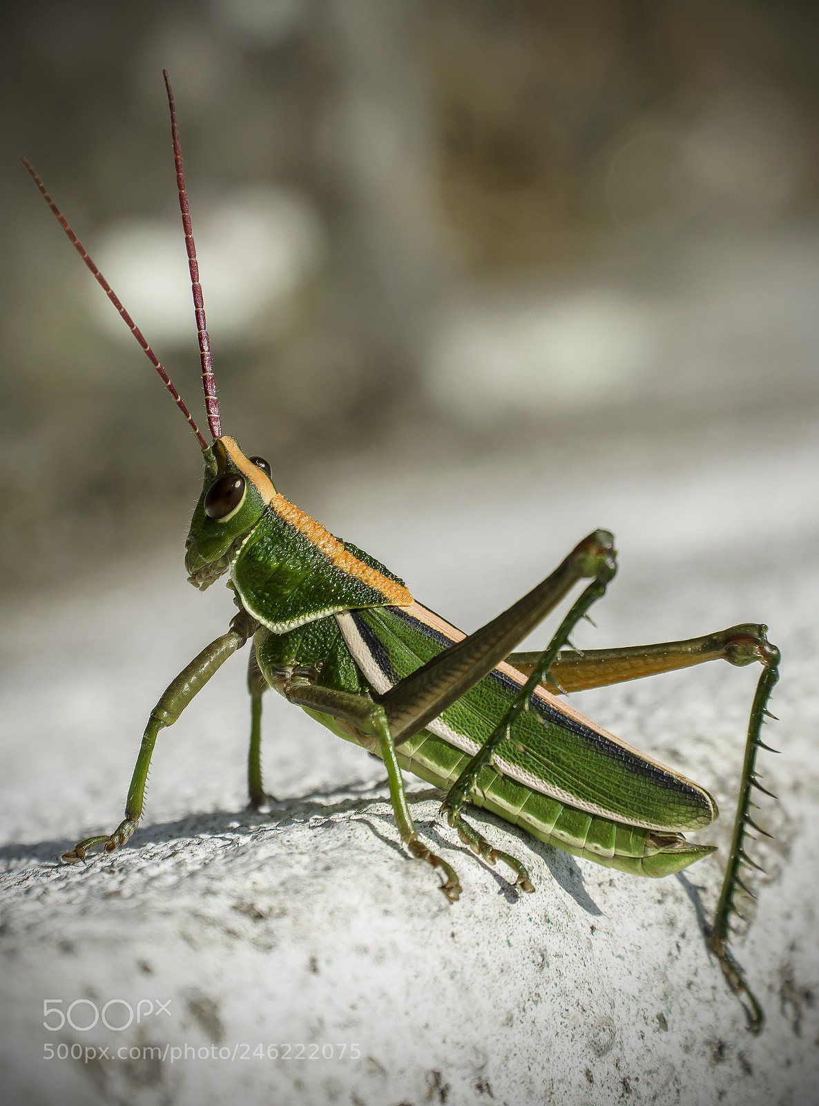 Nikon D7200 sample photo. Grasshopper. photography