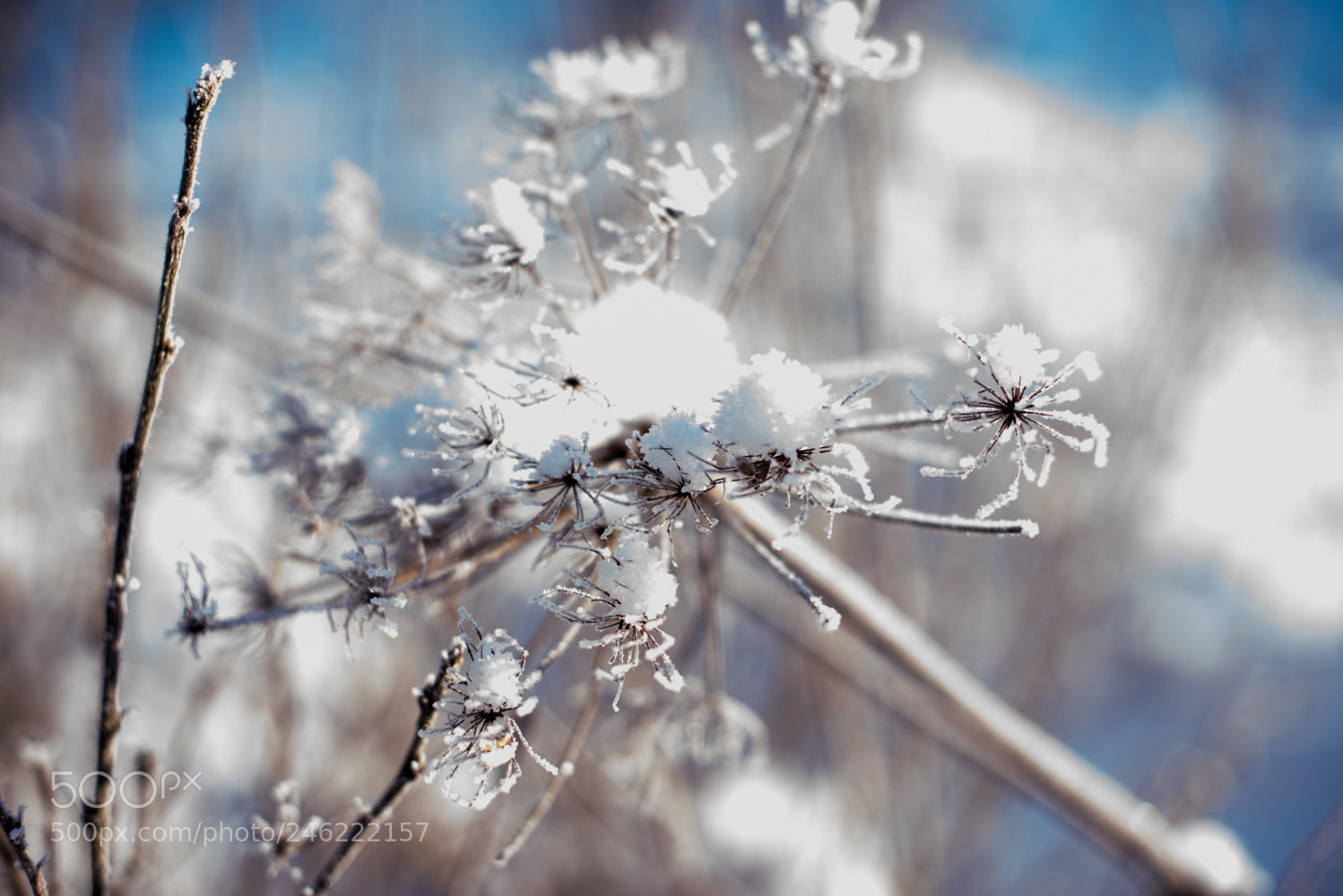 Nikon D810 sample photo. Winter forest photography
