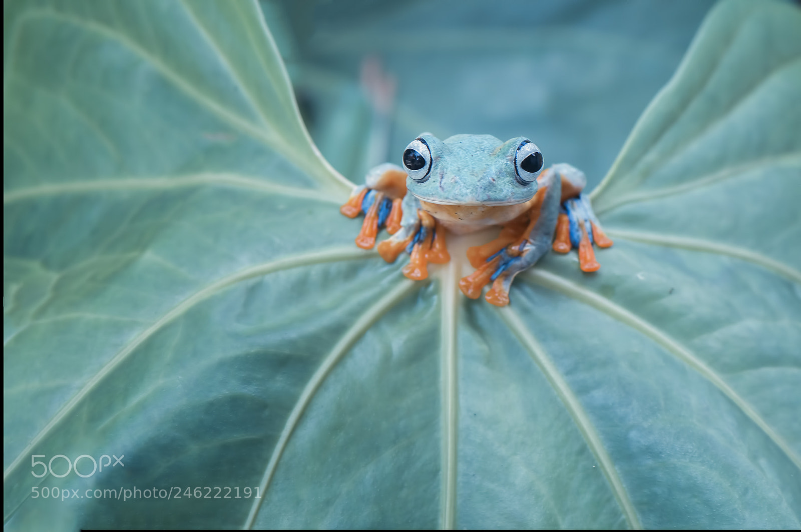Nikon D90 sample photo. Flying frog photography