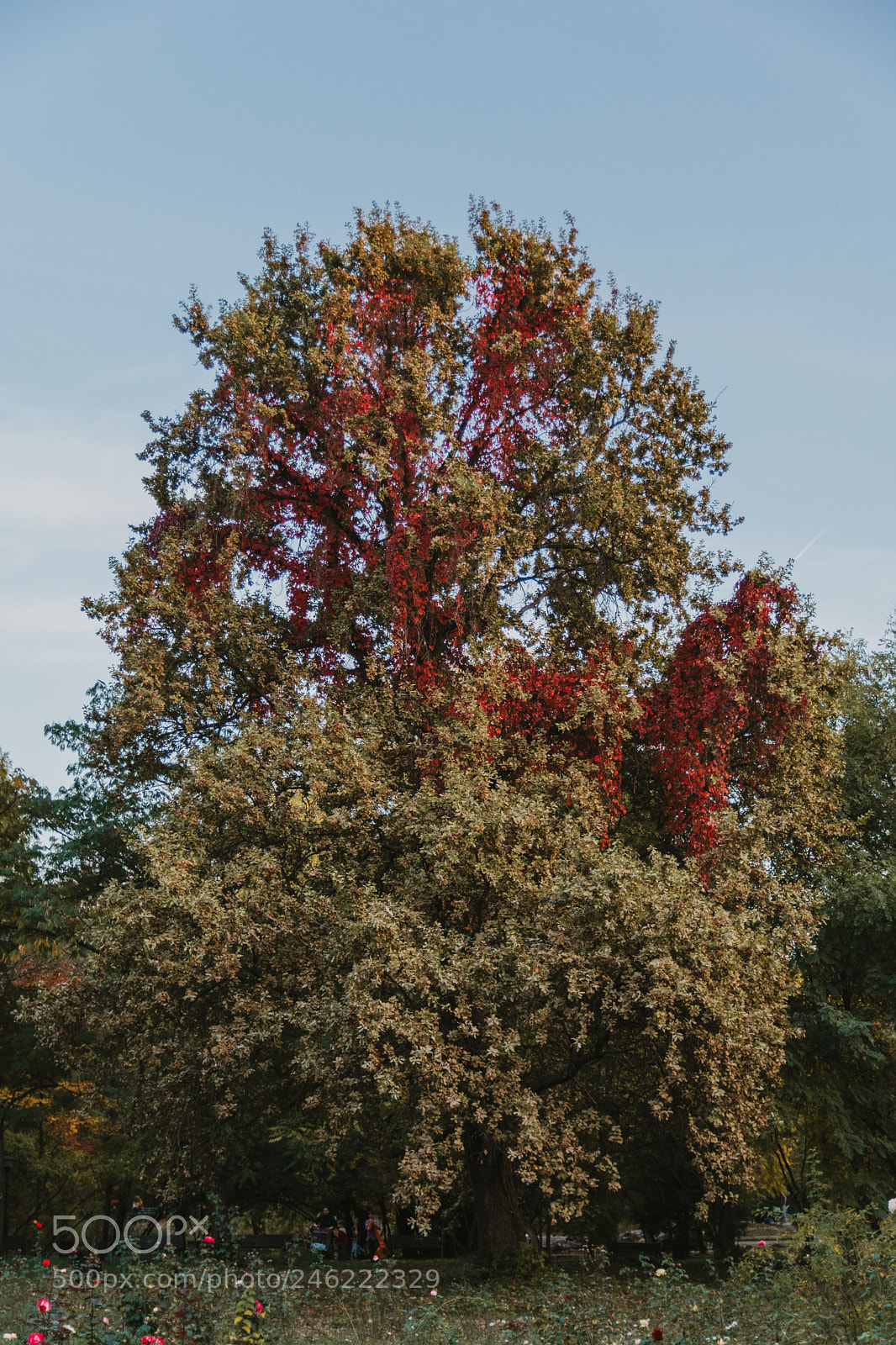 Nikon D7100 sample photo. Untitled photography