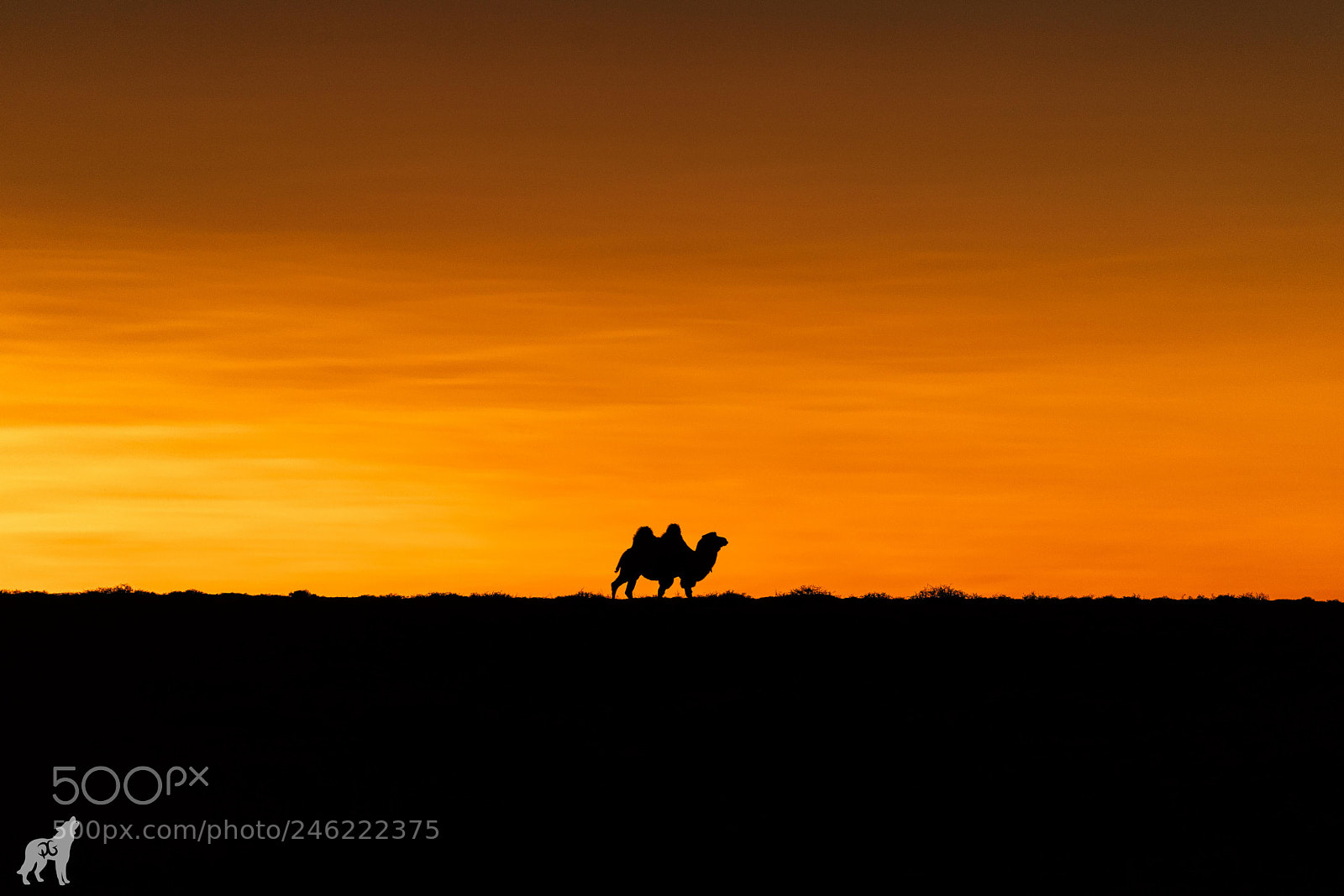 Sony a7 II sample photo. Lost in the desert. photography