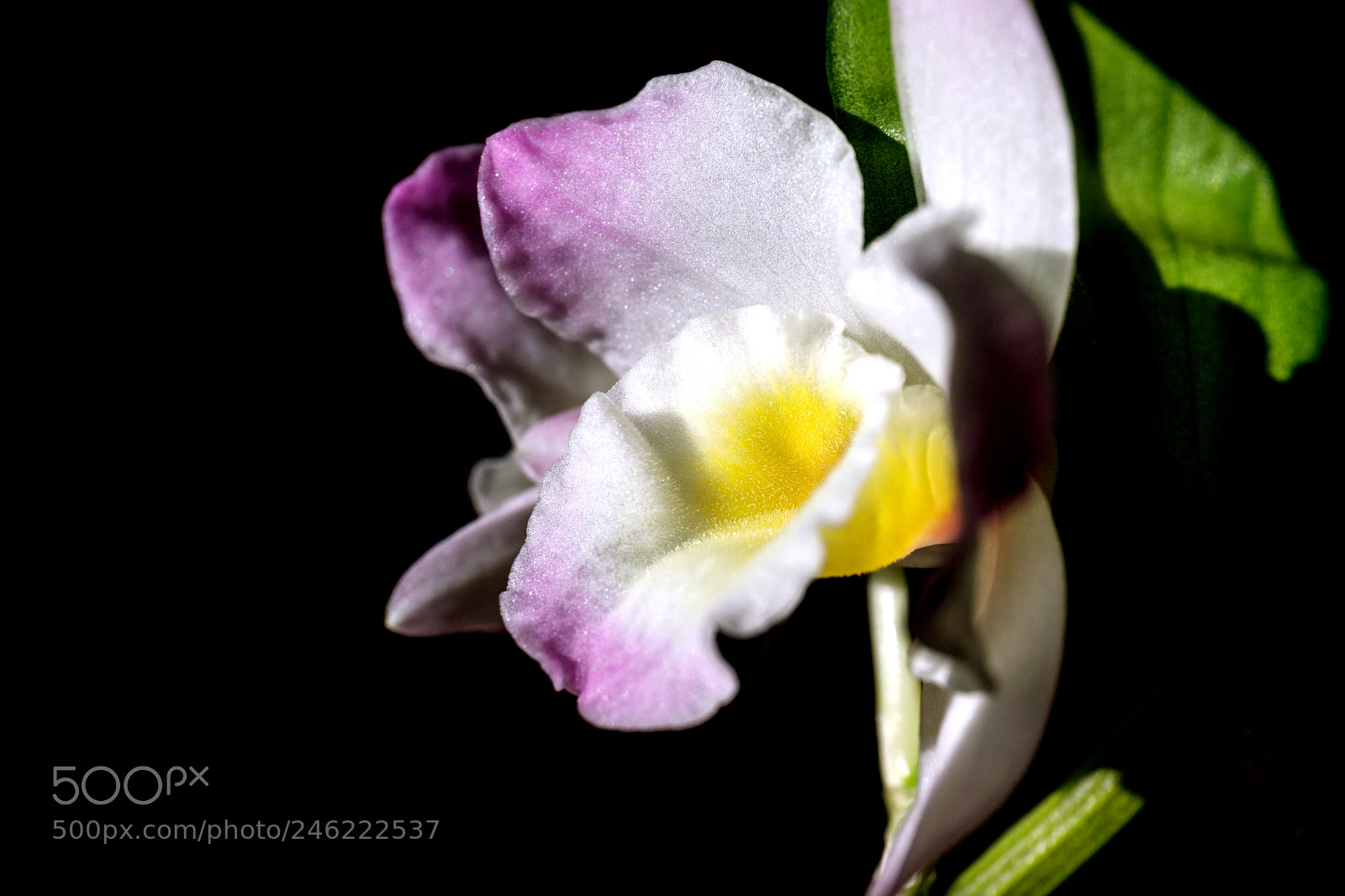 Canon EOS 6D Mark II sample photo. Orchid photography