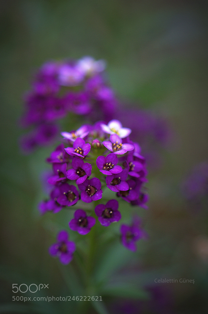Nikon D300 sample photo. Lila photography