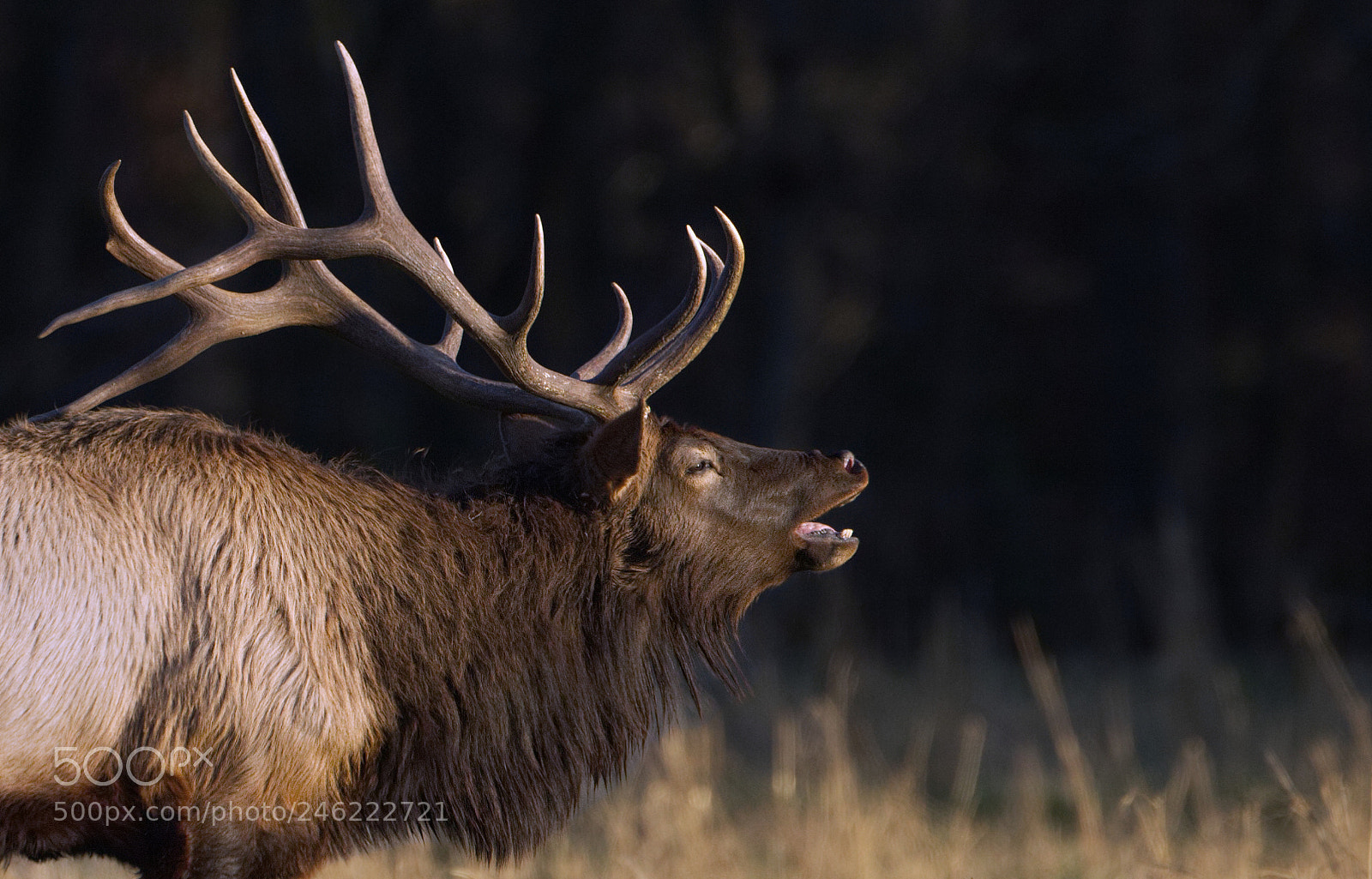 Canon EOS-1D X sample photo. Last call in ponca photography