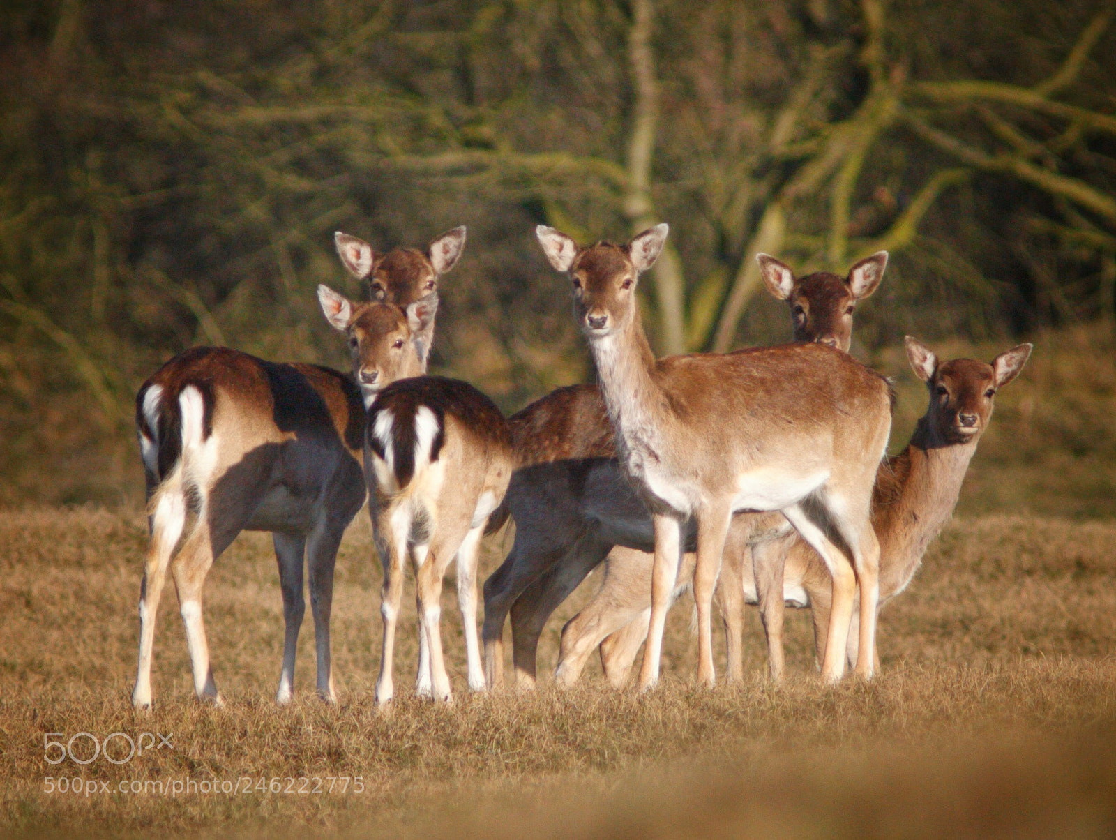 Canon EOS 30D sample photo. Fallow deer photography