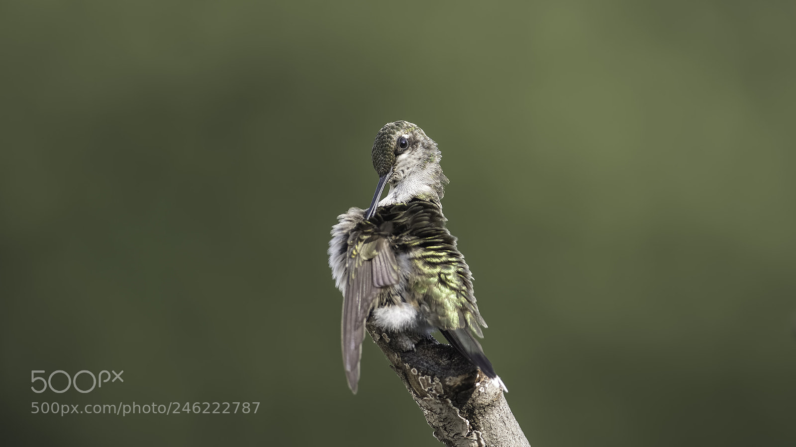 Nikon D7100 sample photo. Preening photography