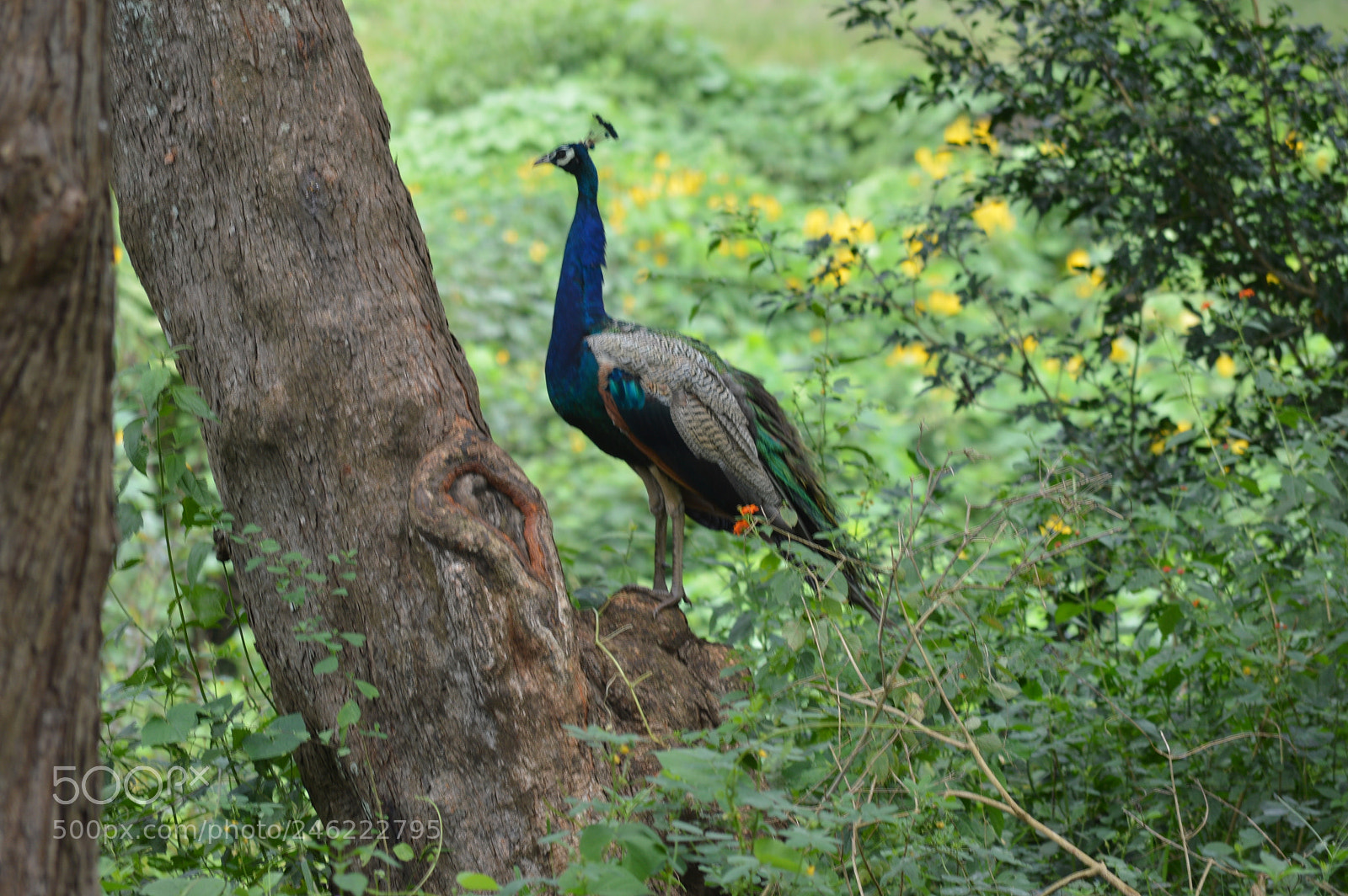 Nikon D3200 sample photo. Proud as a peacock photography