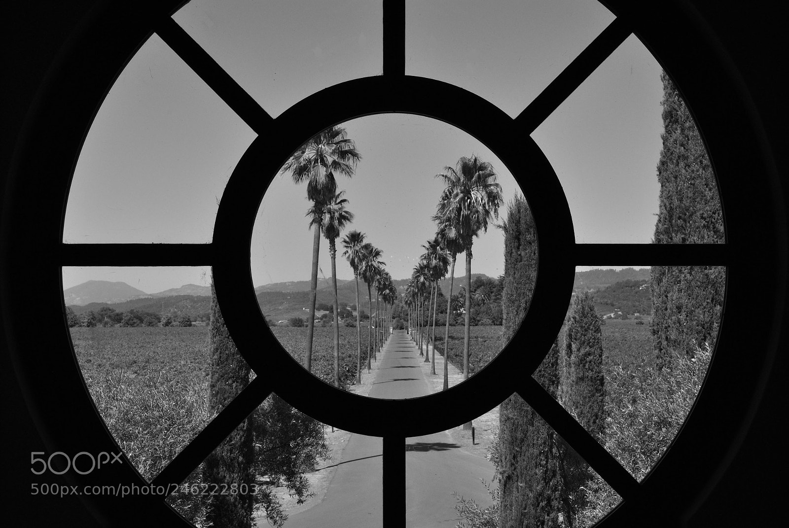 Nikon D3000 sample photo. Palm road (b&w) photography