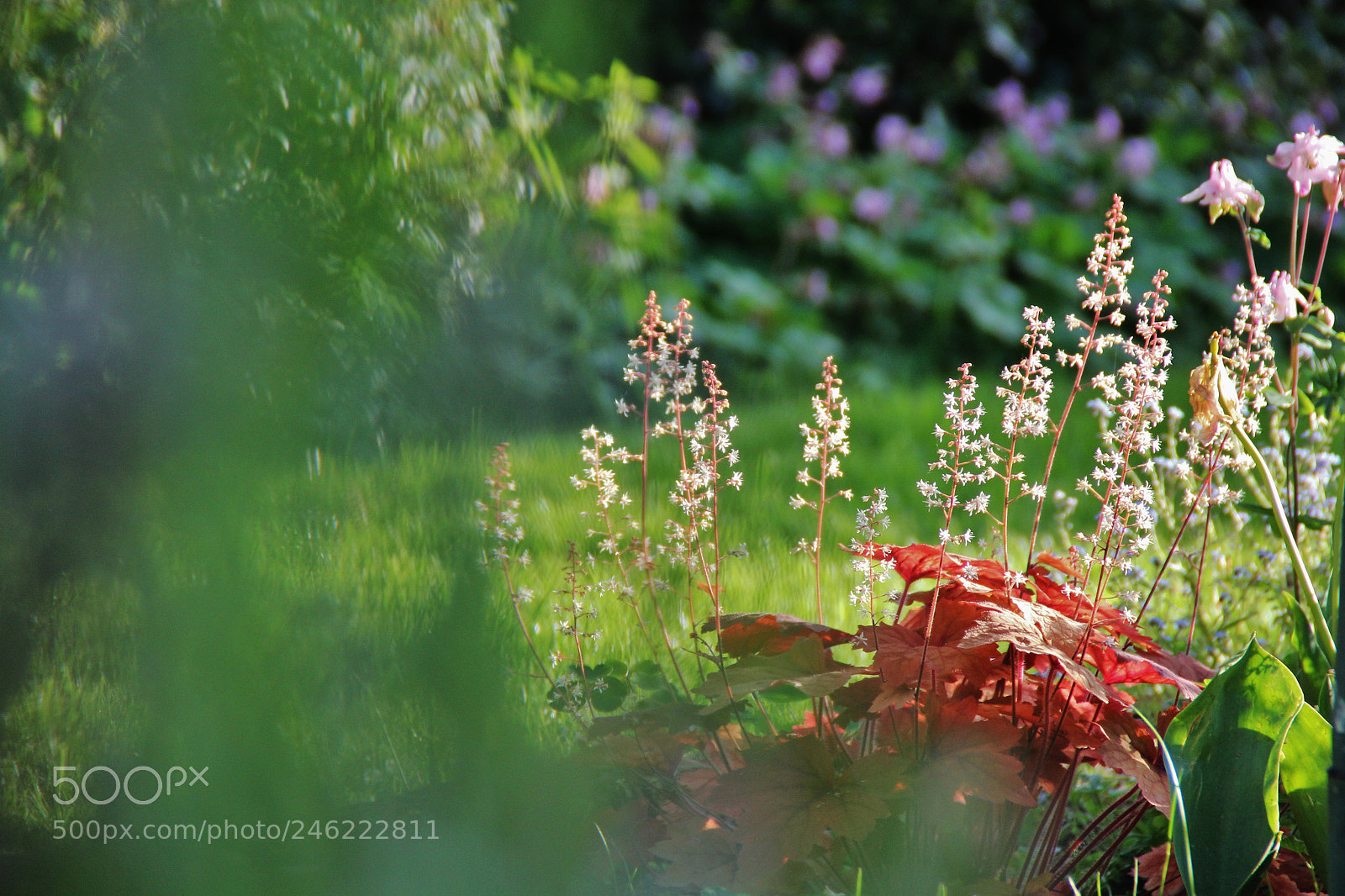 Canon EOS 60D sample photo. Img photography