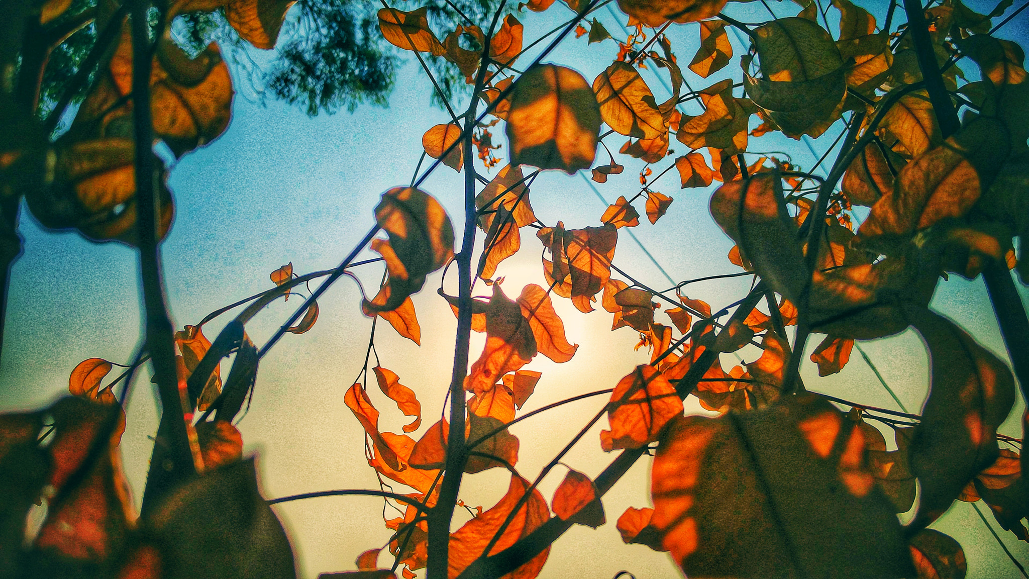 OnePlus 2 sample photo. Leaves photography