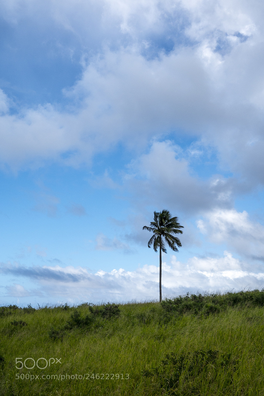 Panasonic Lumix DMC-GX7 sample photo. Palm tree photography