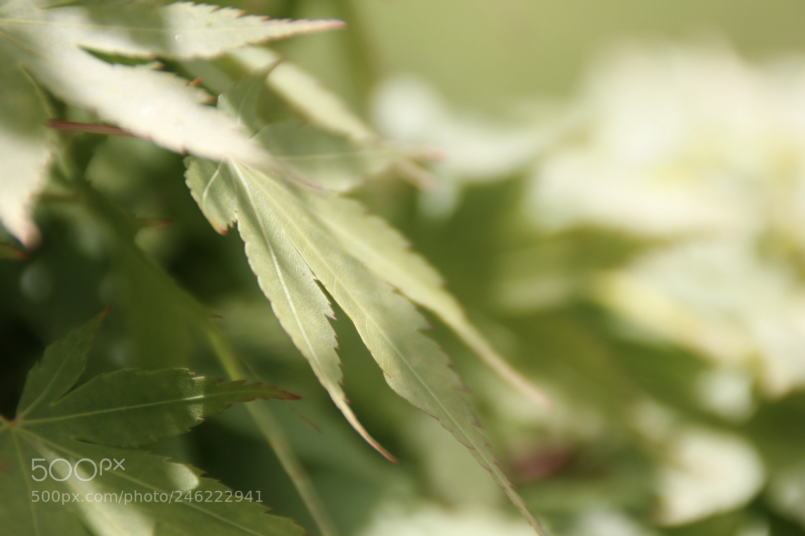 Canon EOS 60D sample photo. Img photography