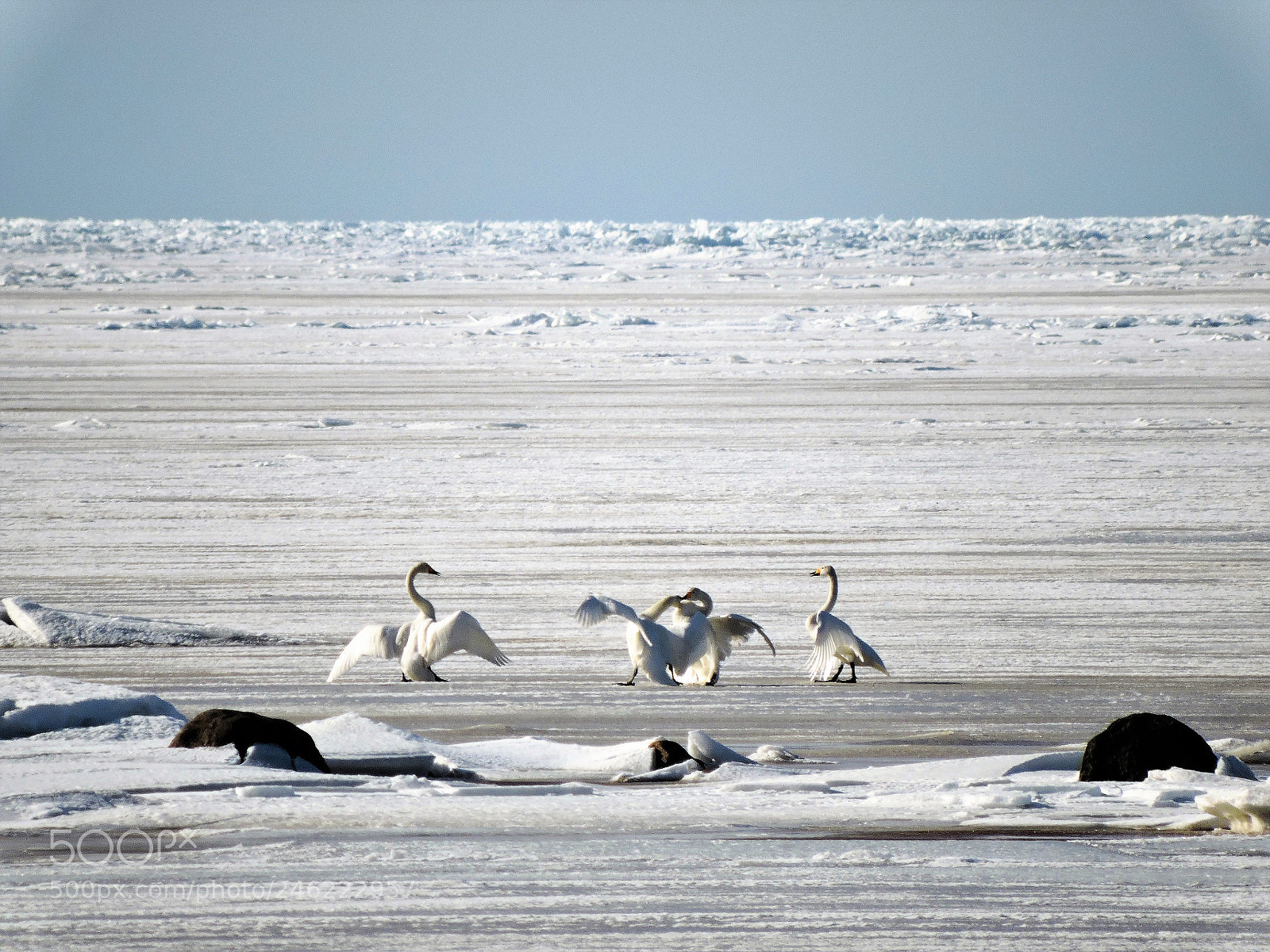 Nikon Coolpix P600 sample photo. Whooper swan disagreements photography