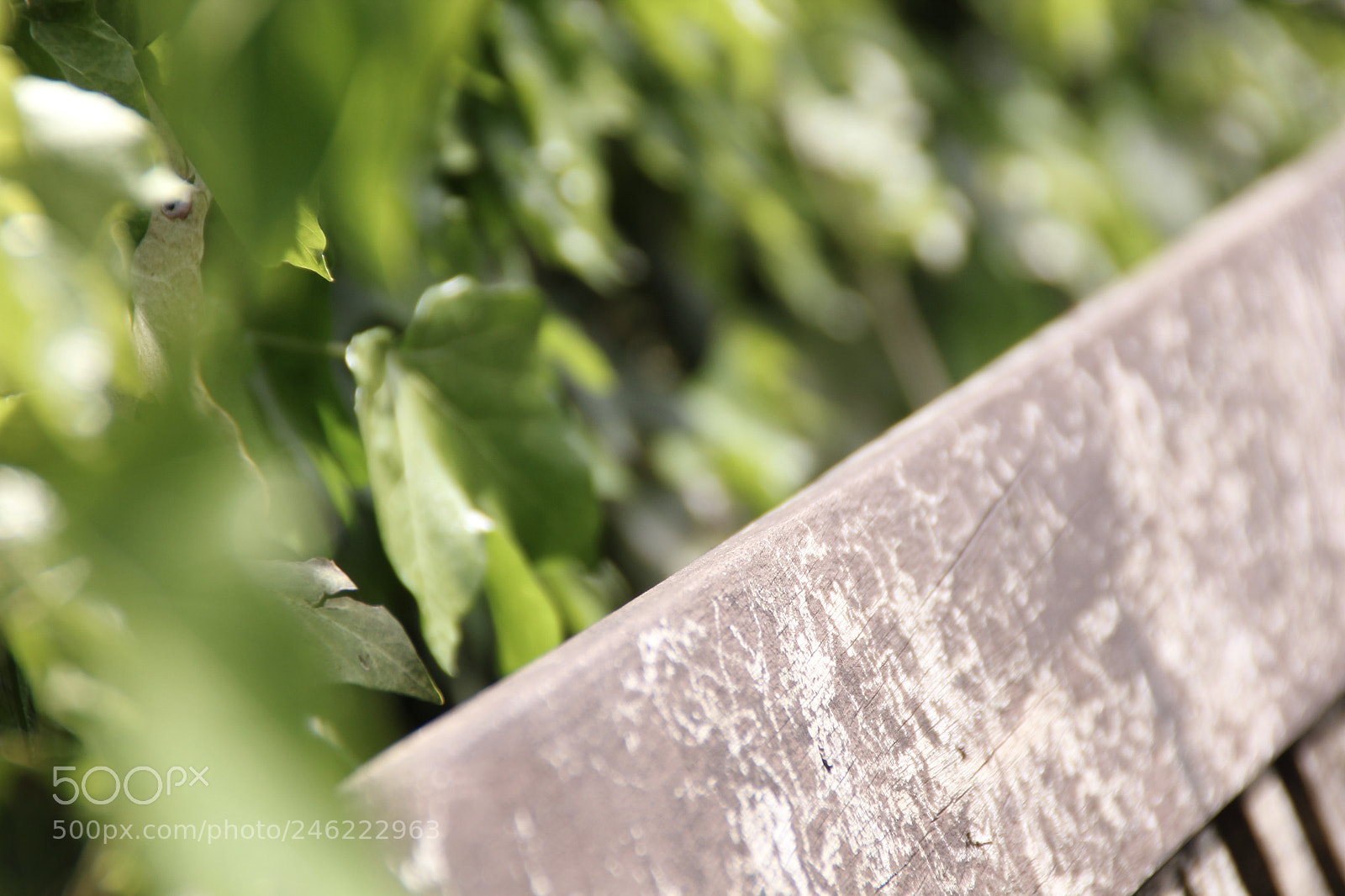 Canon EOS 60D sample photo. Img photography