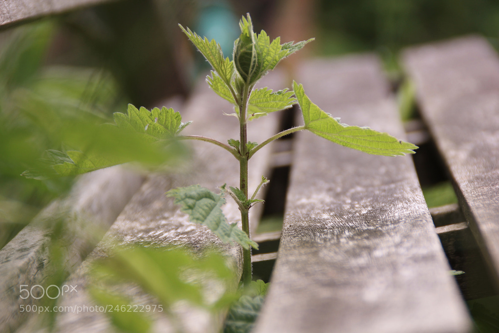 Canon EOS 60D sample photo. Img photography