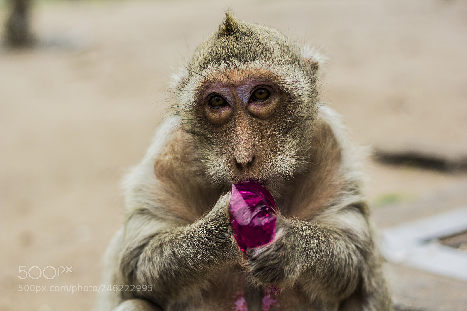Canon EOS 60D sample photo. Monkey breakfast photography