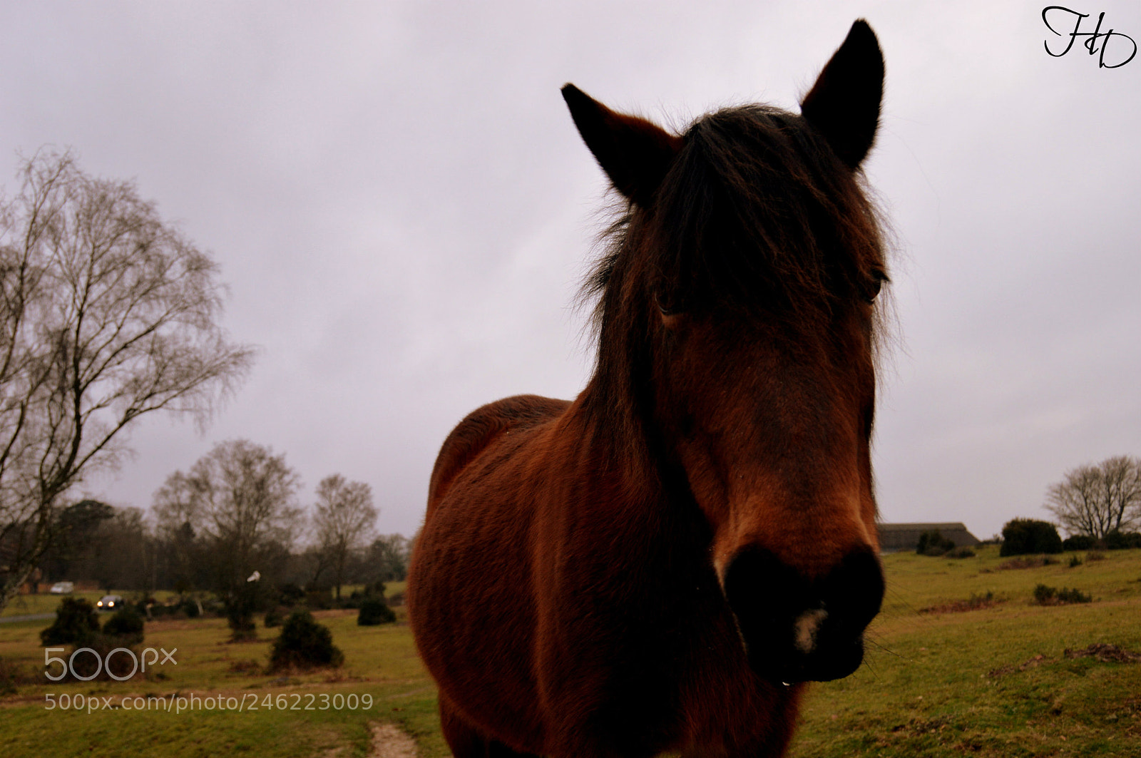 Nikon D3200 sample photo. Ear flick photography