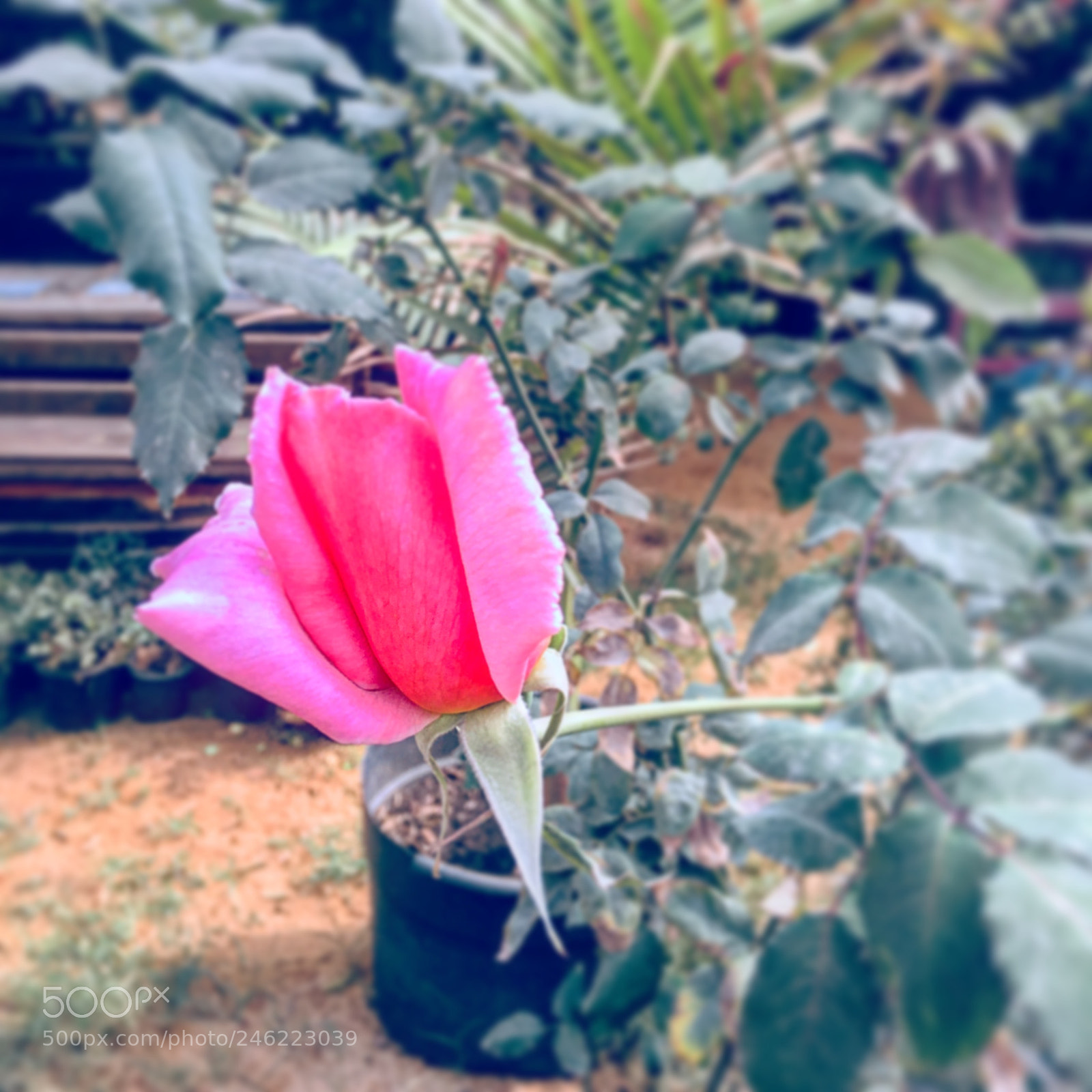 Apple iPhone 6s Plus sample photo. Untitled photography